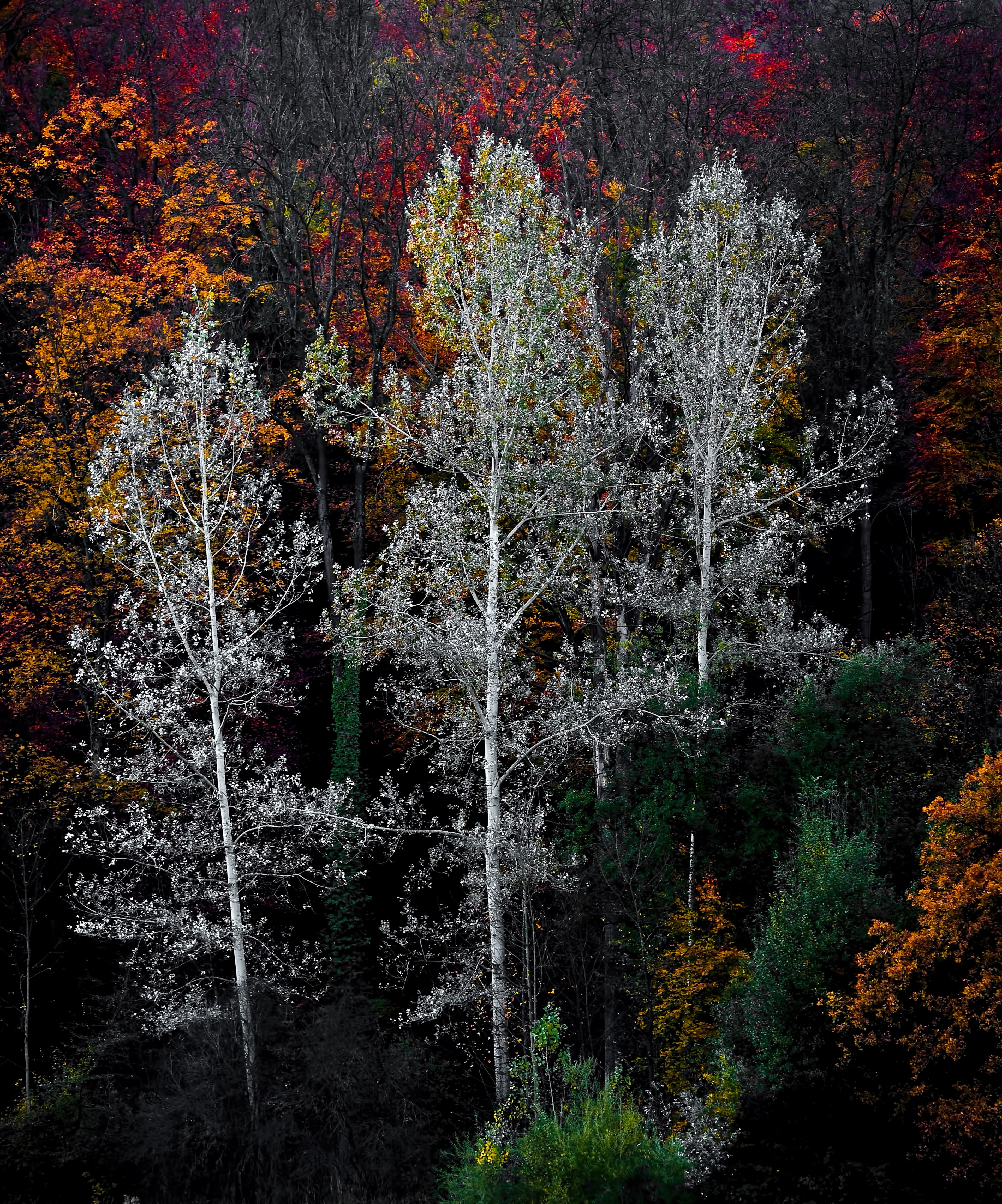 a clump of trees in various intense colors in zrich, the autumn tress 4k, Phone HD Wallpaper