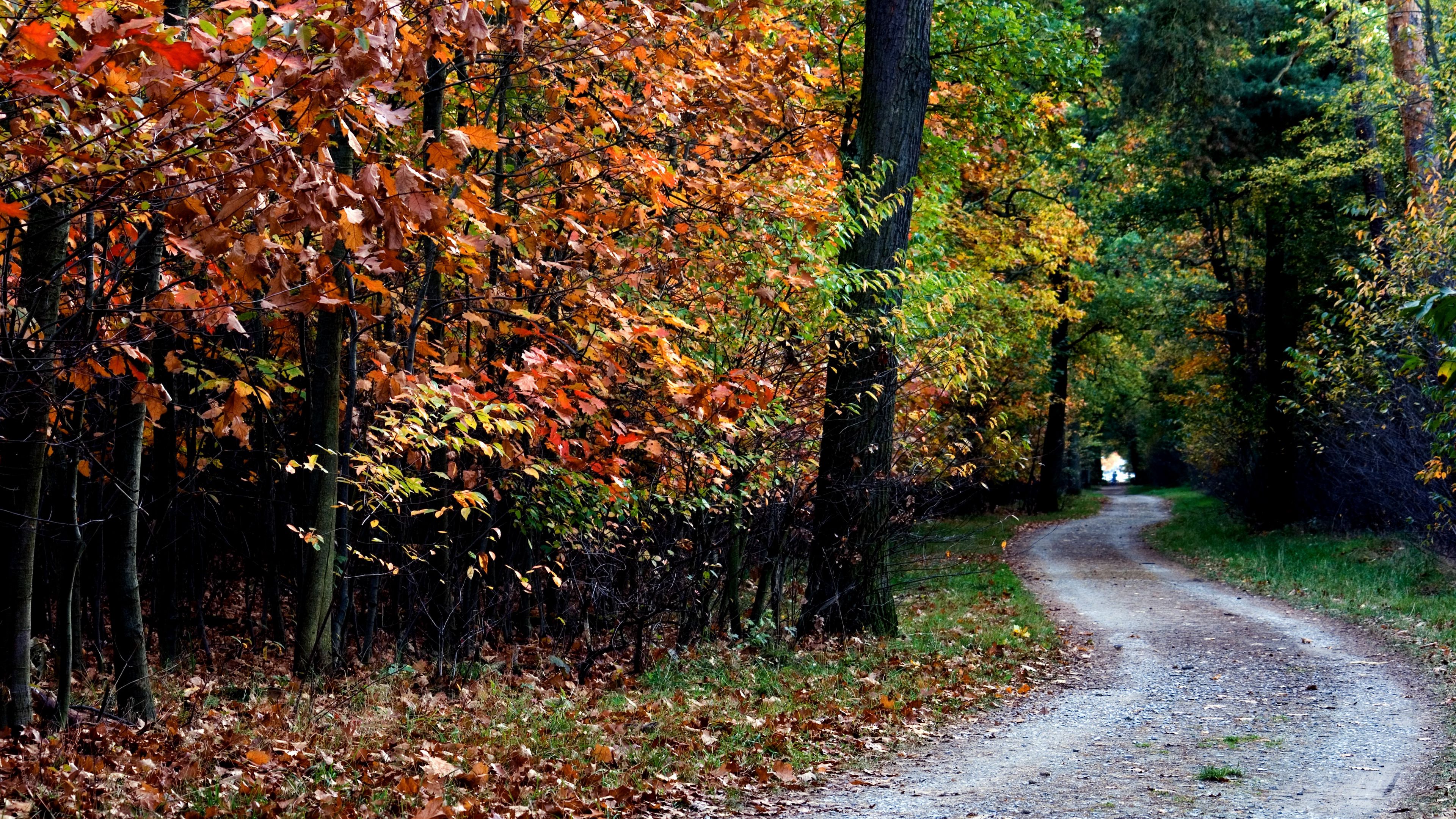 autumn, trail, trees, foliage, 4k, HD Wallpaper