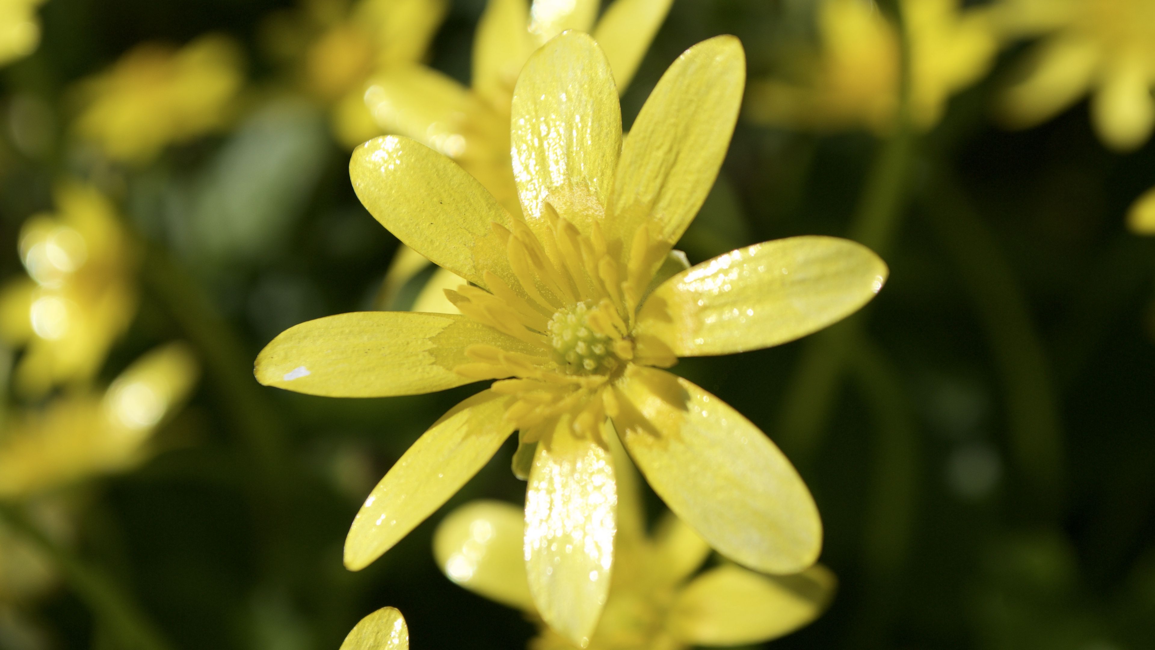 flower, petals, yellow, small, 4k, HD Wallpaper