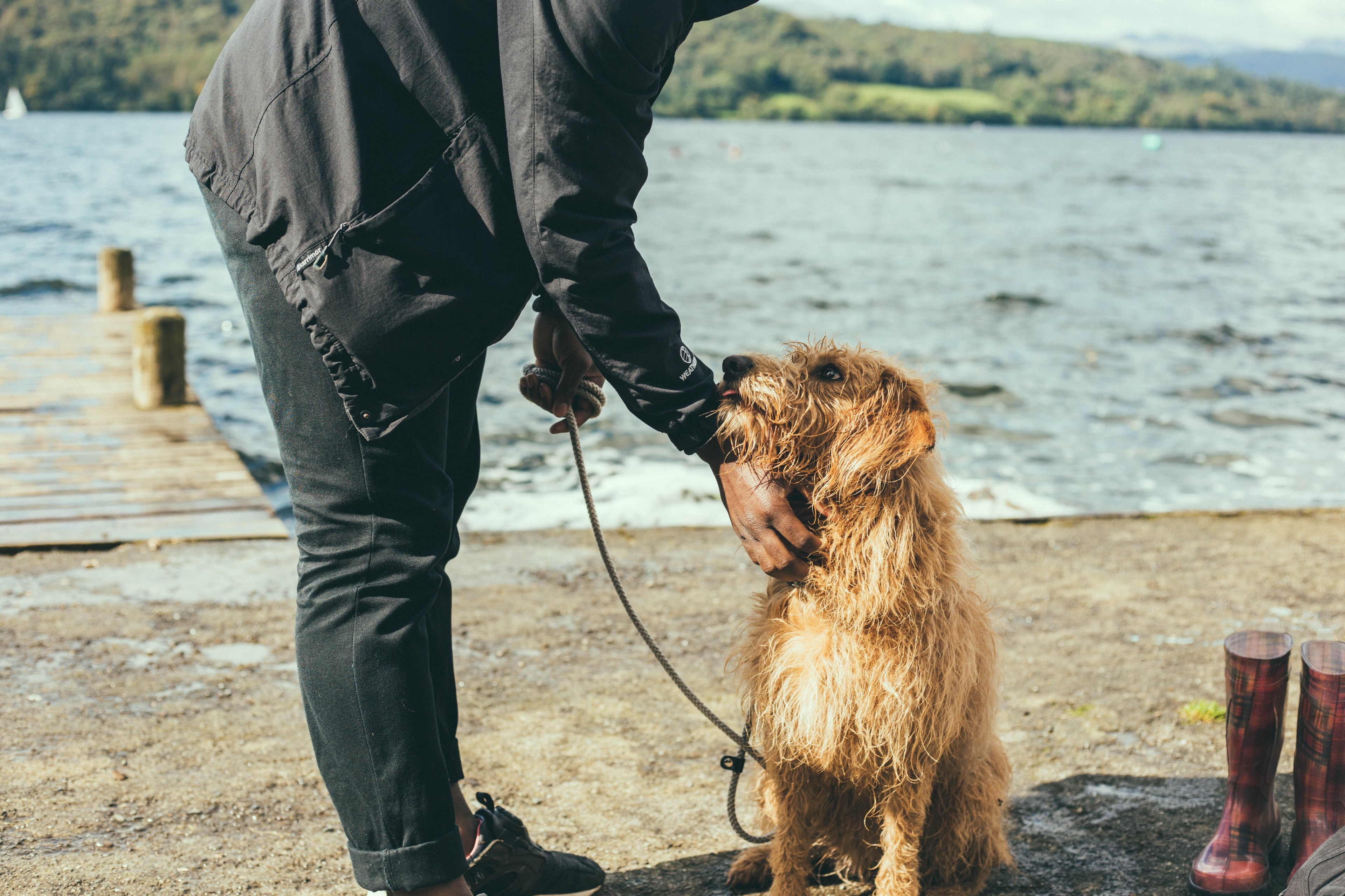dog pet owner and companion 4k, HD Wallpaper
