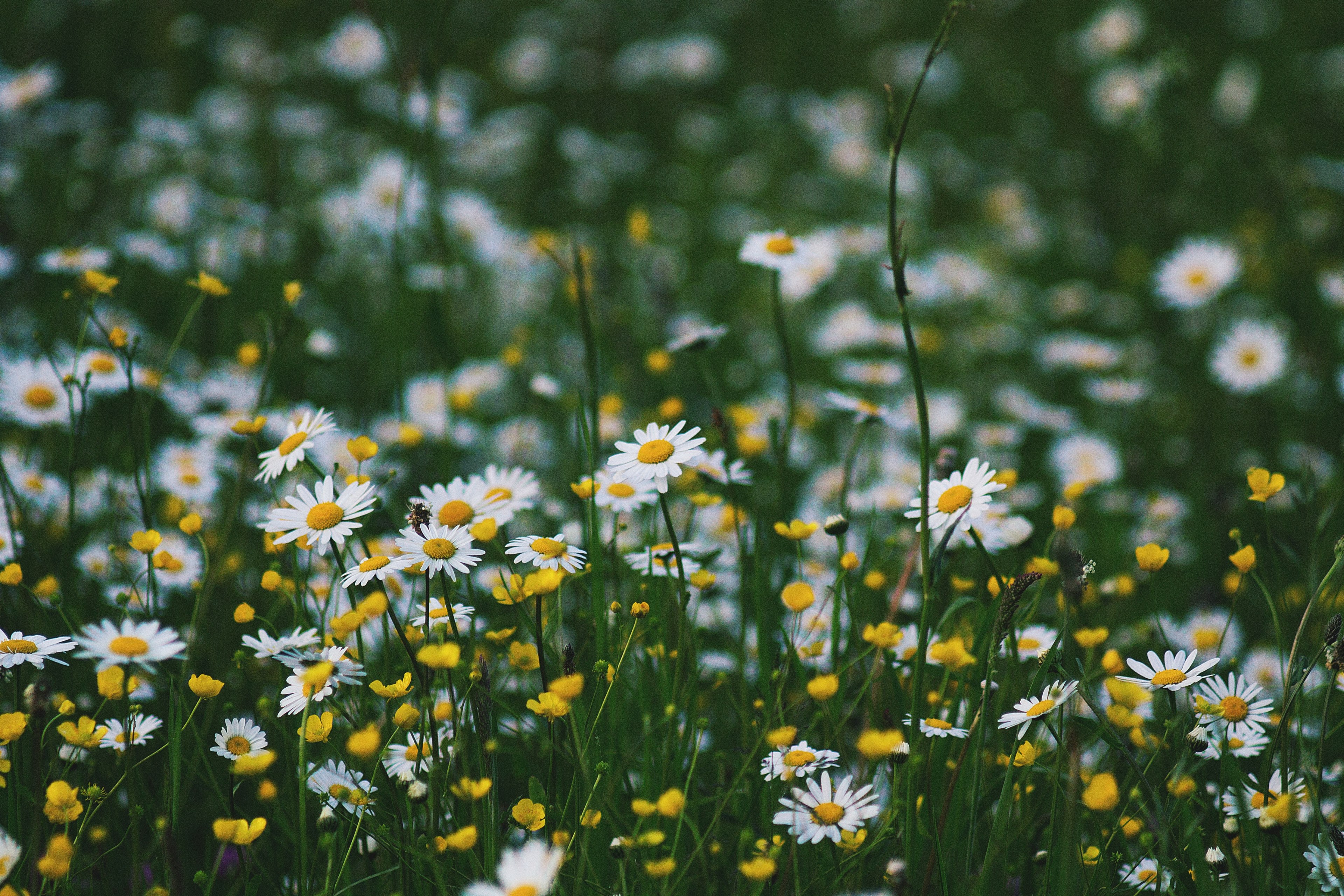 a green patch with chamomile and buttercup flowers, chamomile and buttercup 4k, HD Wallpaper
