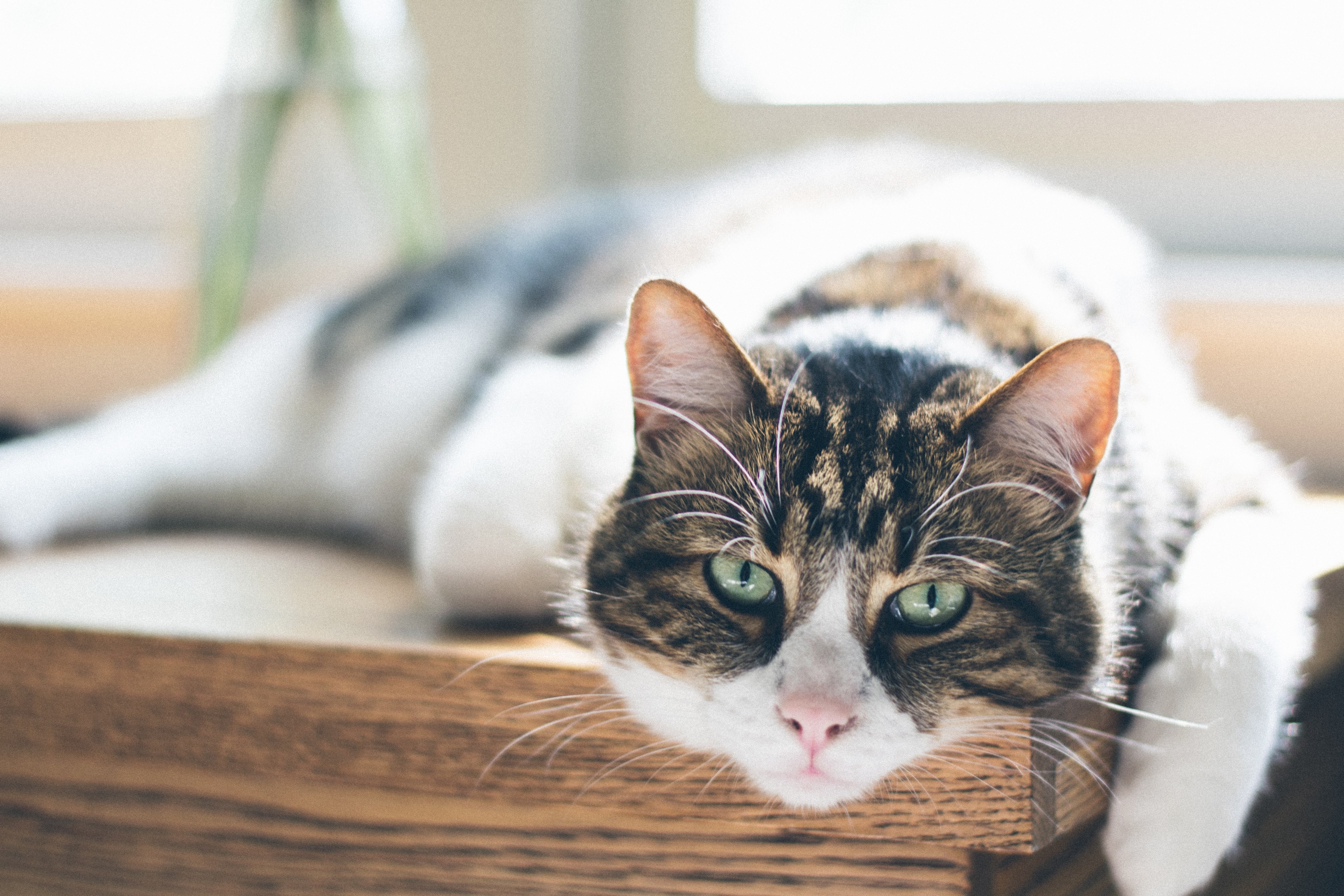 cat feline tabby and pet 4k, HD Wallpaper