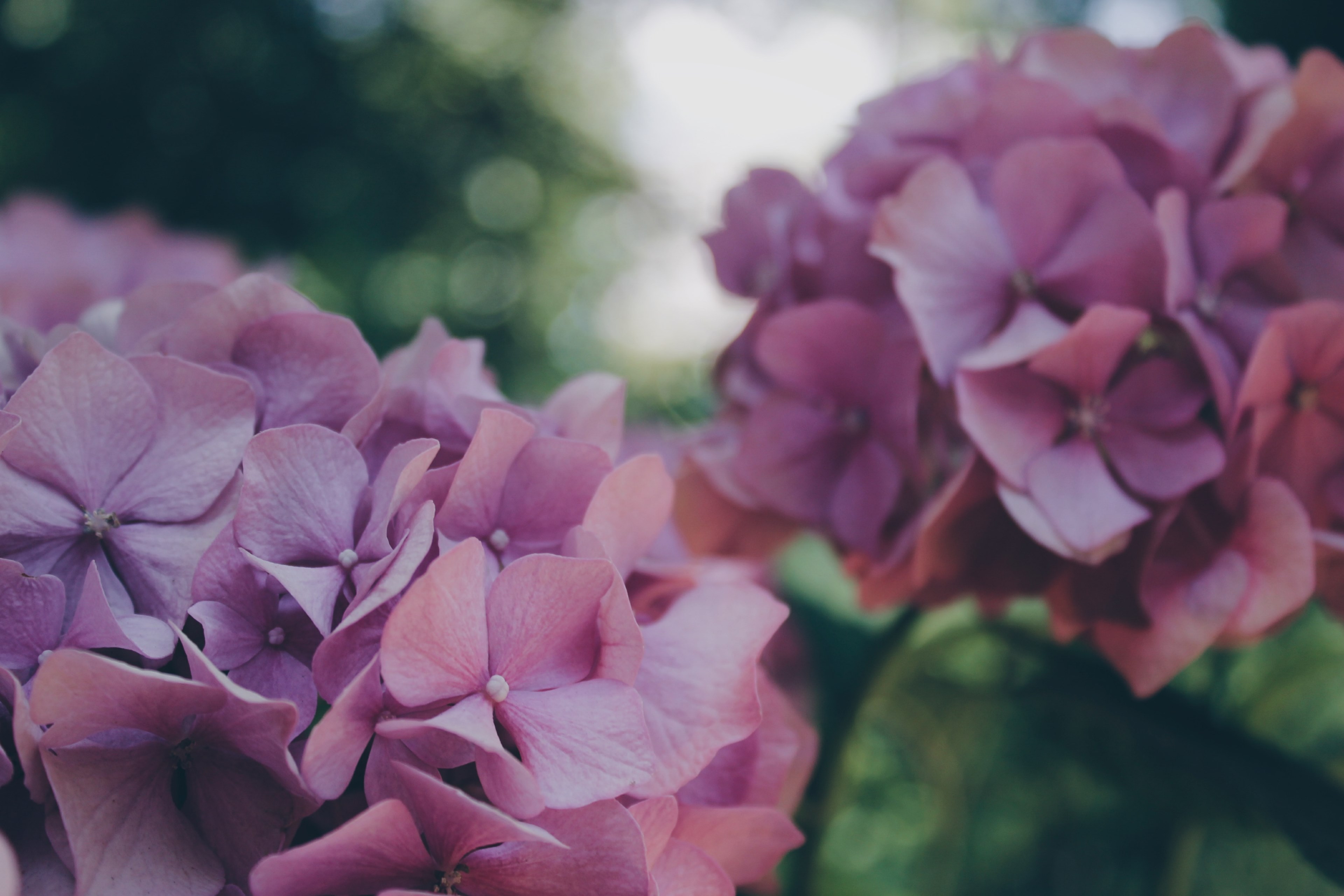 close up of two pink clusters of hydrangea flowers, pink hydrangea clusters 4k, HD Wallpaper
