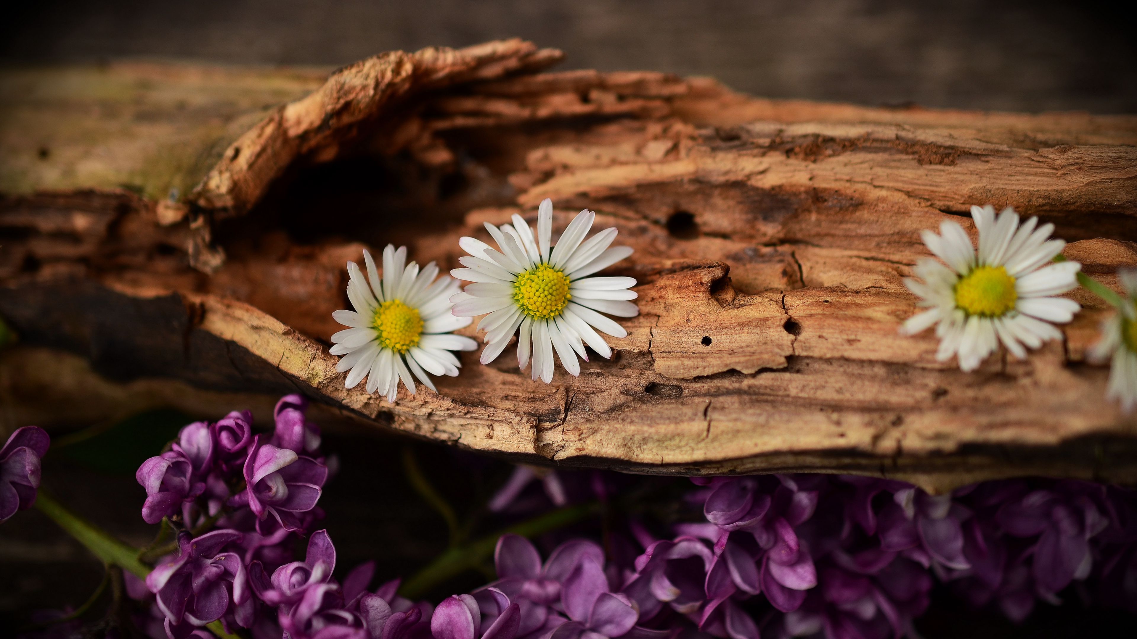 flowers, bark, lilacs, daisies, 4k, HD Wallpaper