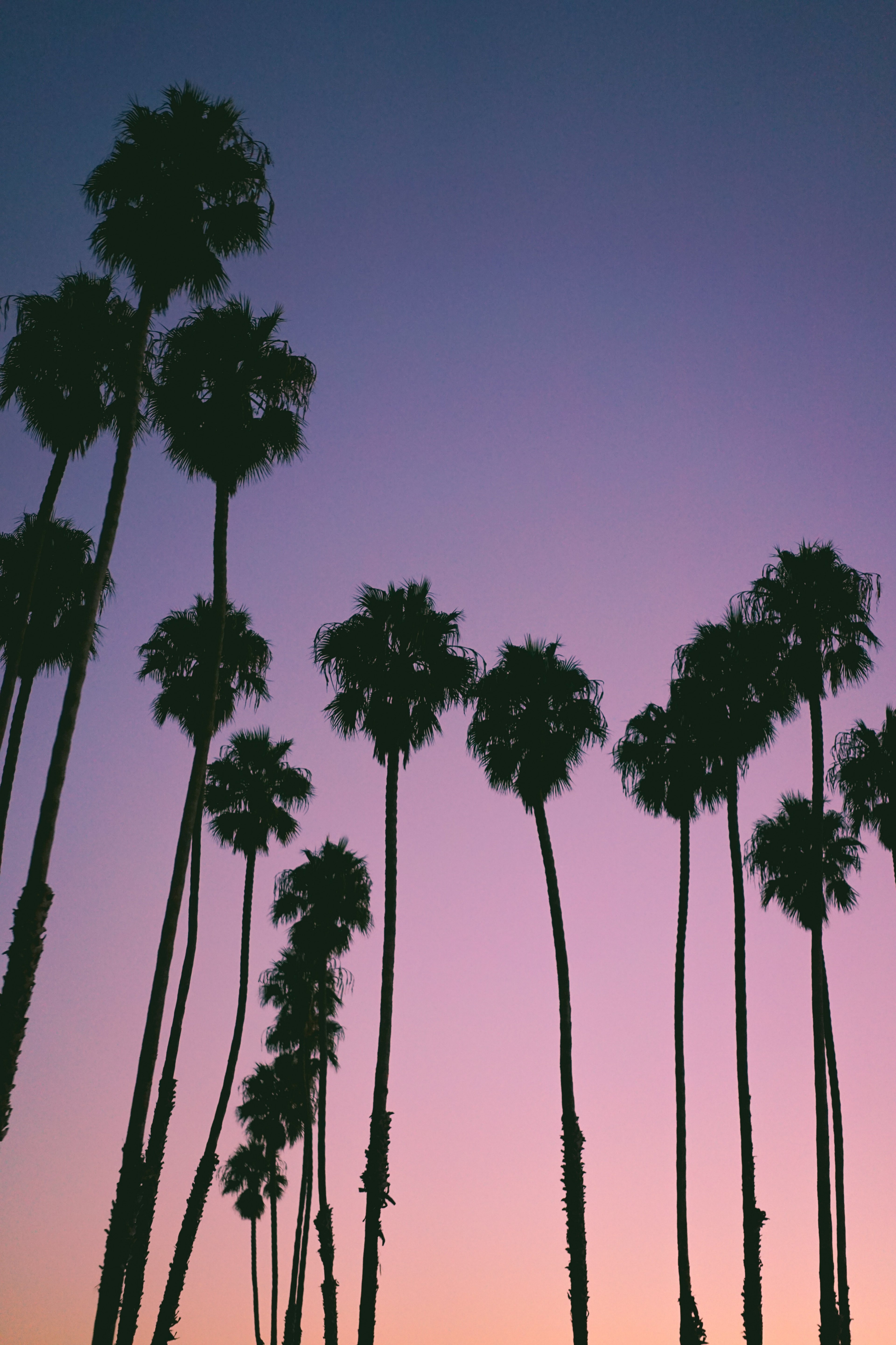 palms 4k, Phone HD Wallpaper