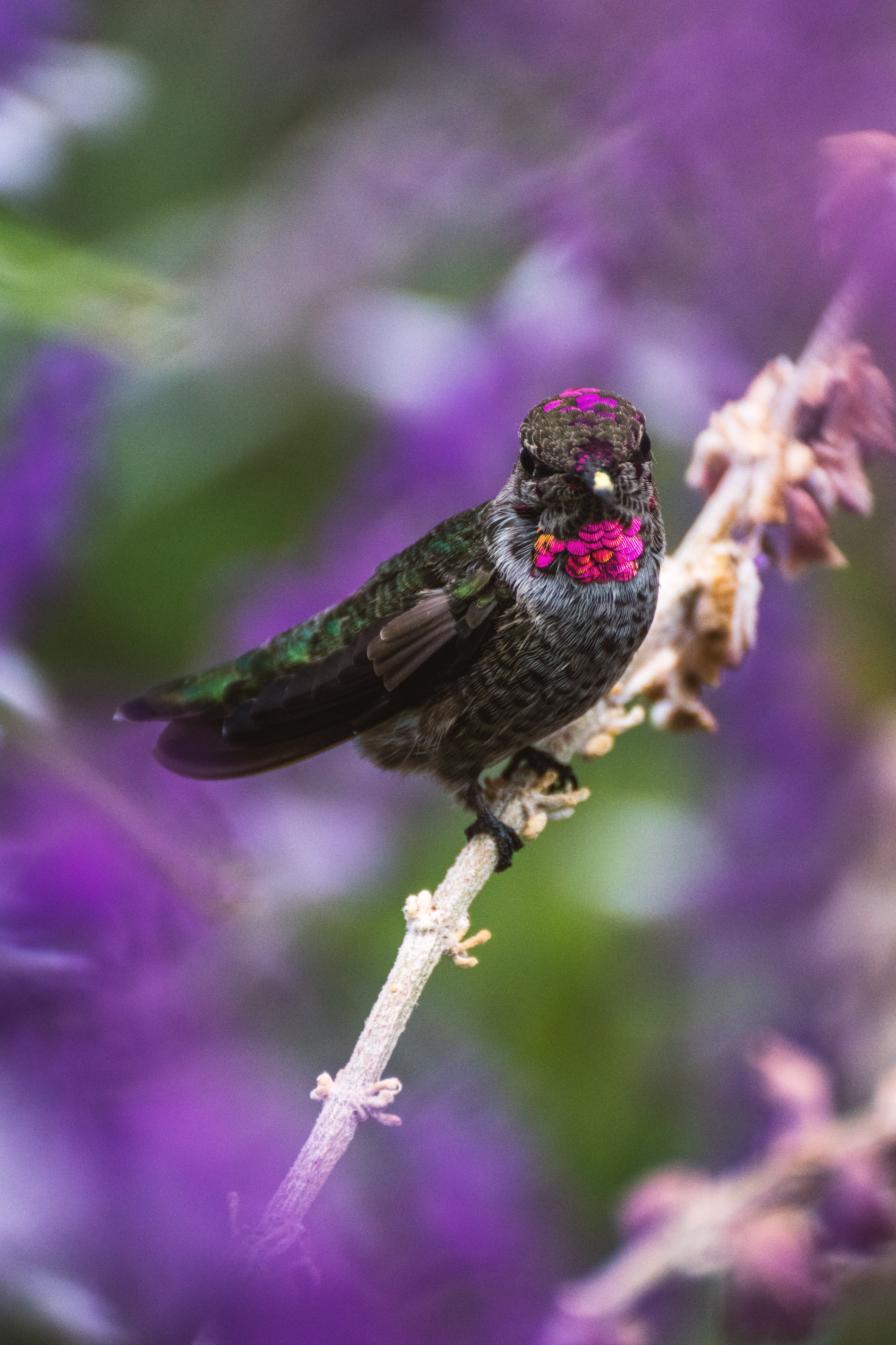 hummer 4k, Phone HD Wallpaper
