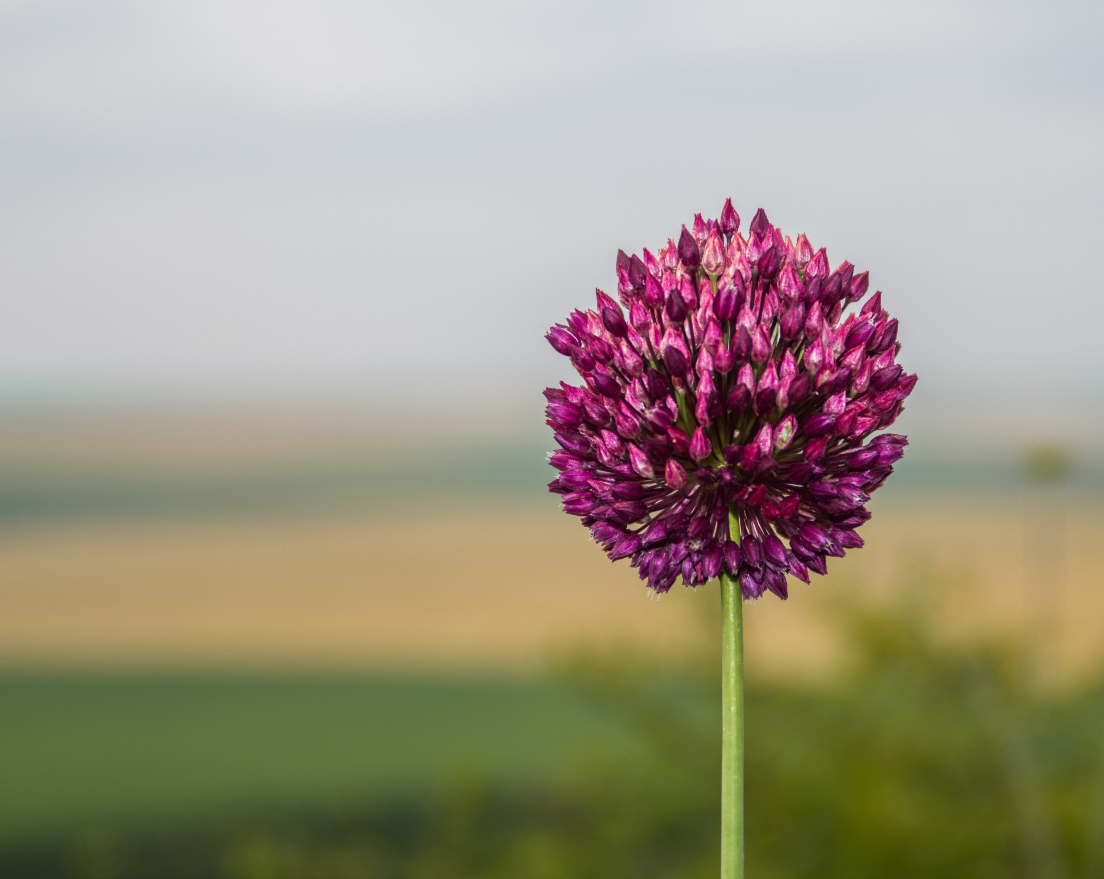 a single purple elephant garlic flower head in close up, elephant garlic flower 4k, HD Wallpaper