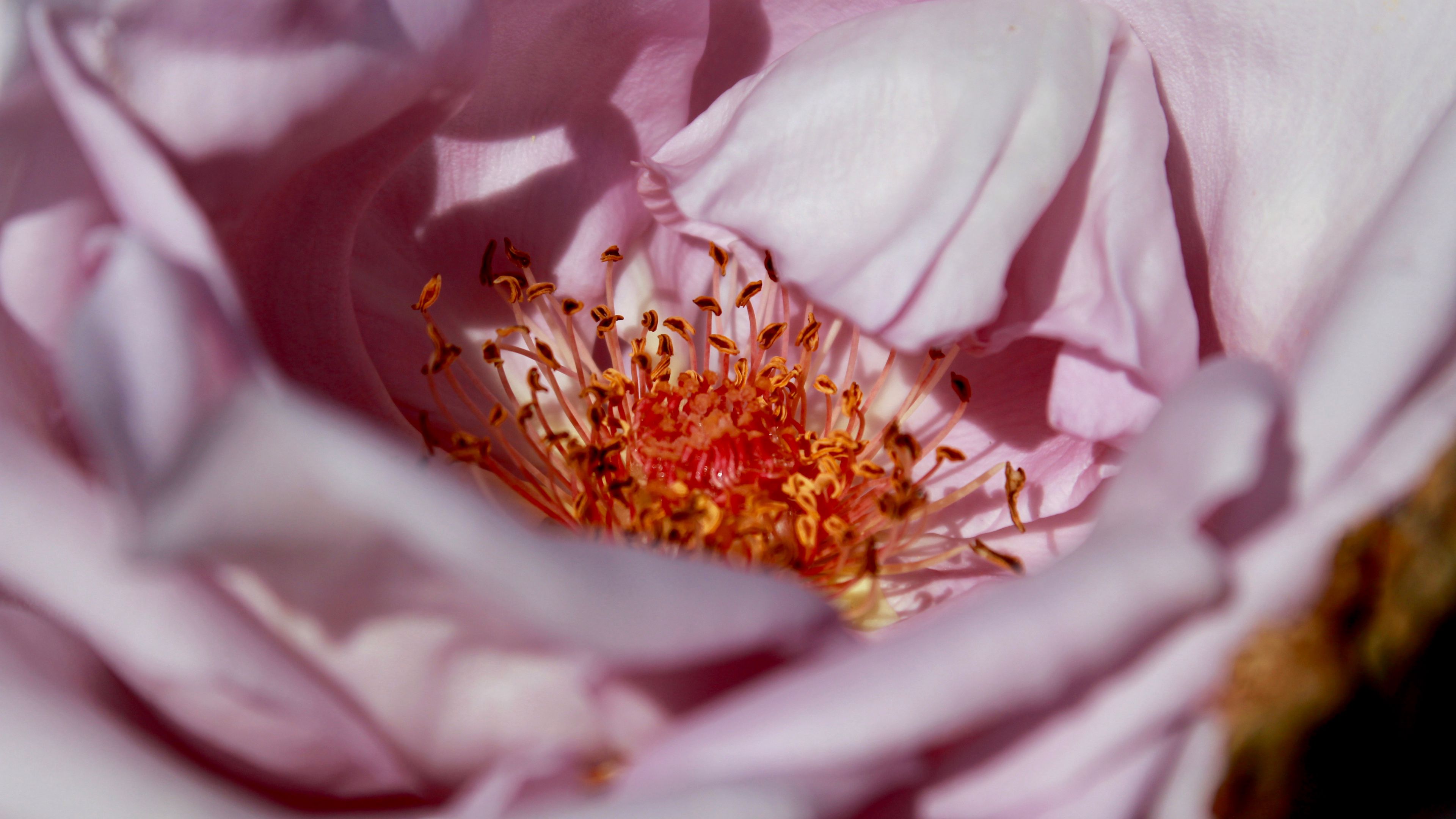 flower, macro, petals, 4k, HD Wallpaper