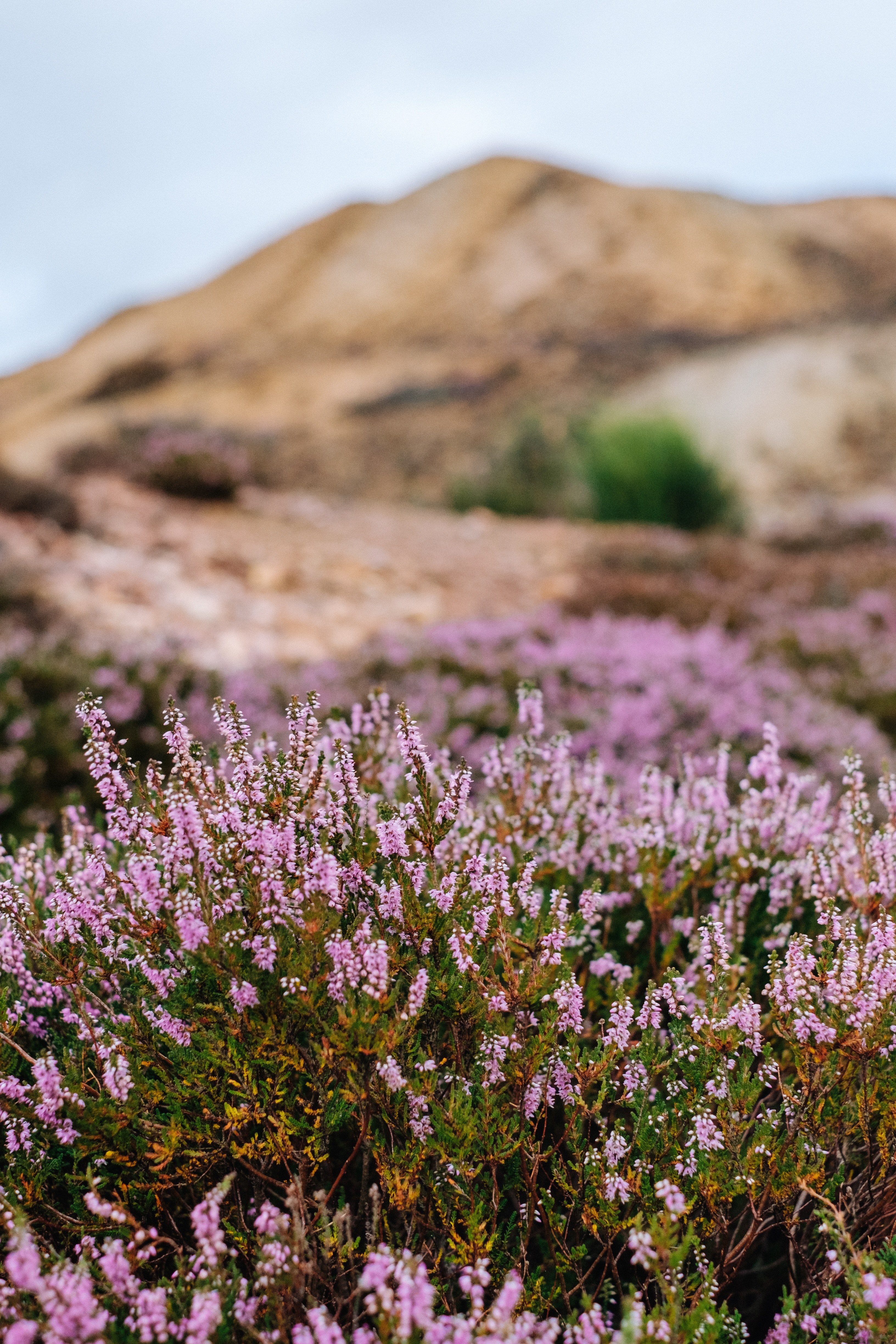pink heather flowers growing wild near rocky hills, wild heather 4k, Phone HD Wallpaper