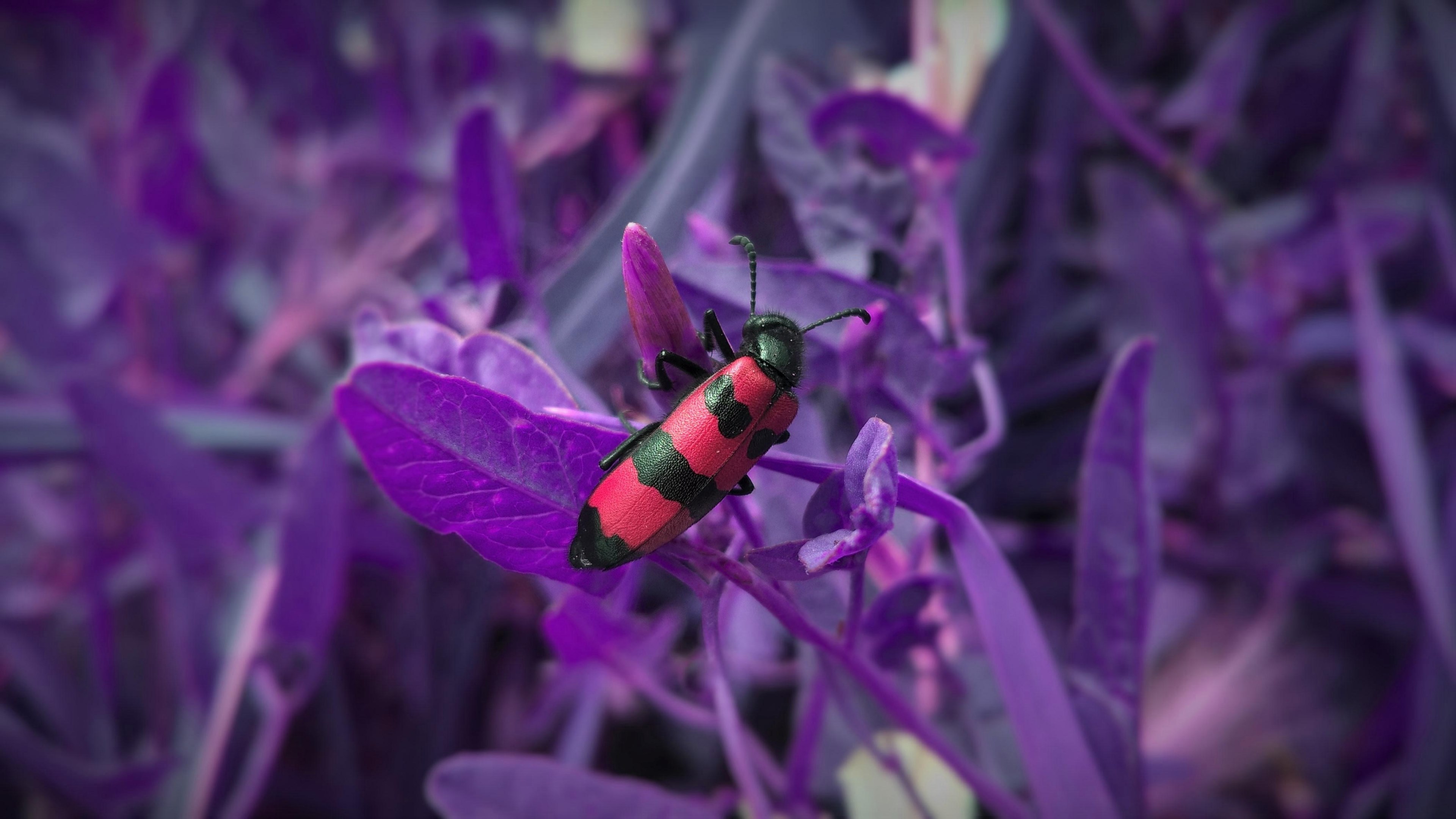 red and black beetle climbs on purple plants in the wild, colorful insect 4k, HD Wallpaper