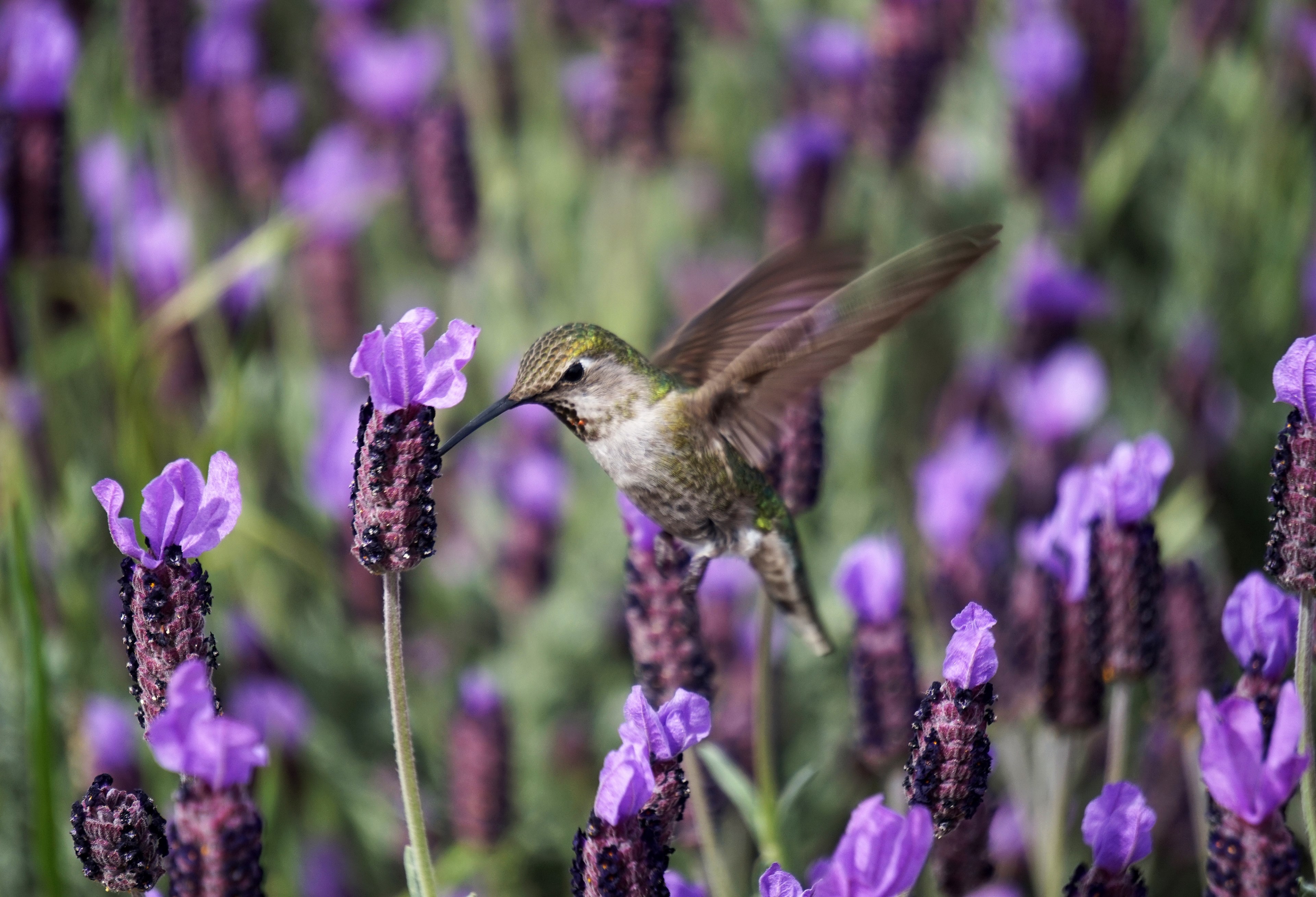 close up of a hummingbird feeding on lavender flowers, hummingbird in lavender 4k, HD Wallpaper