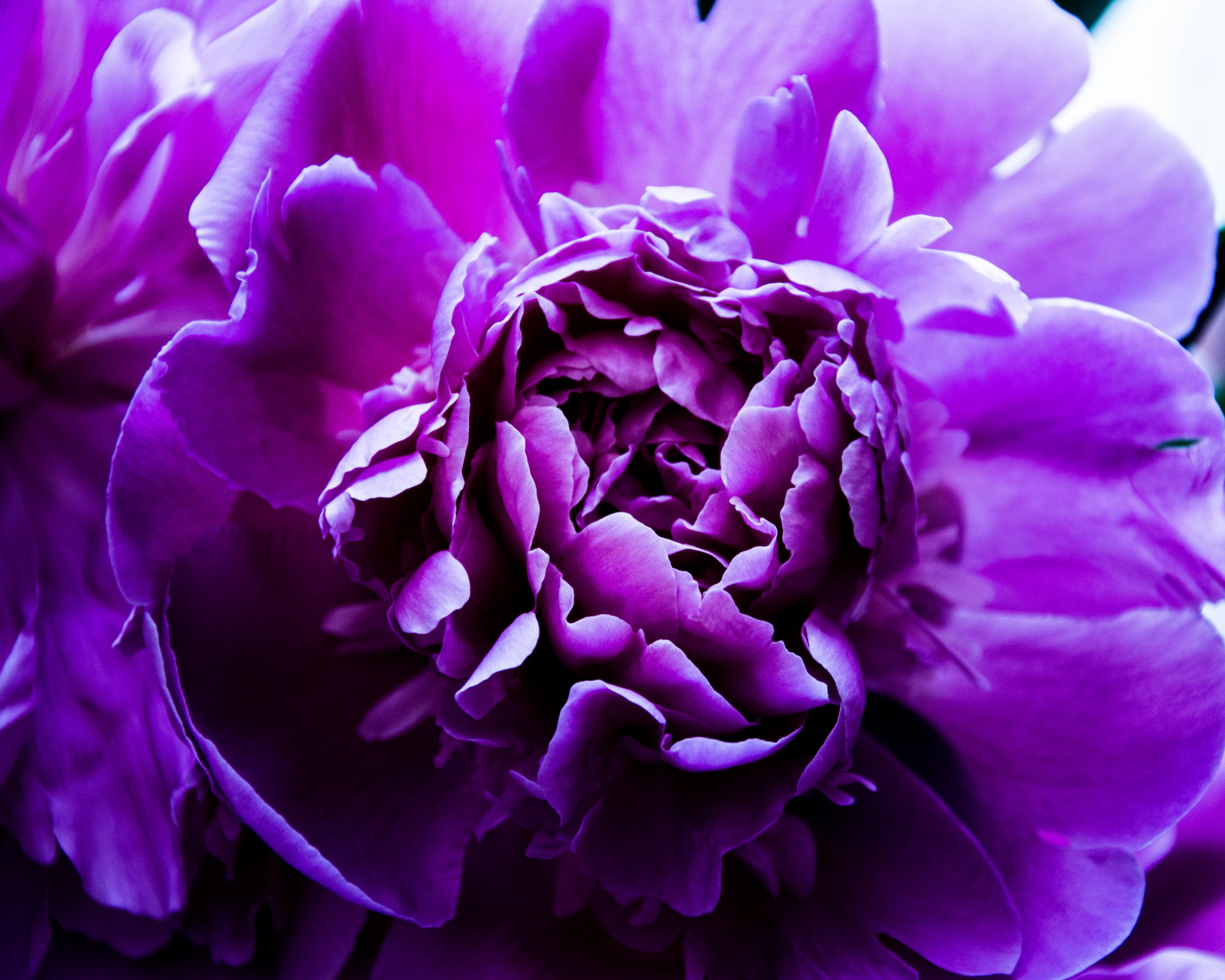 the beauty to come 4k, HD Wallpaper