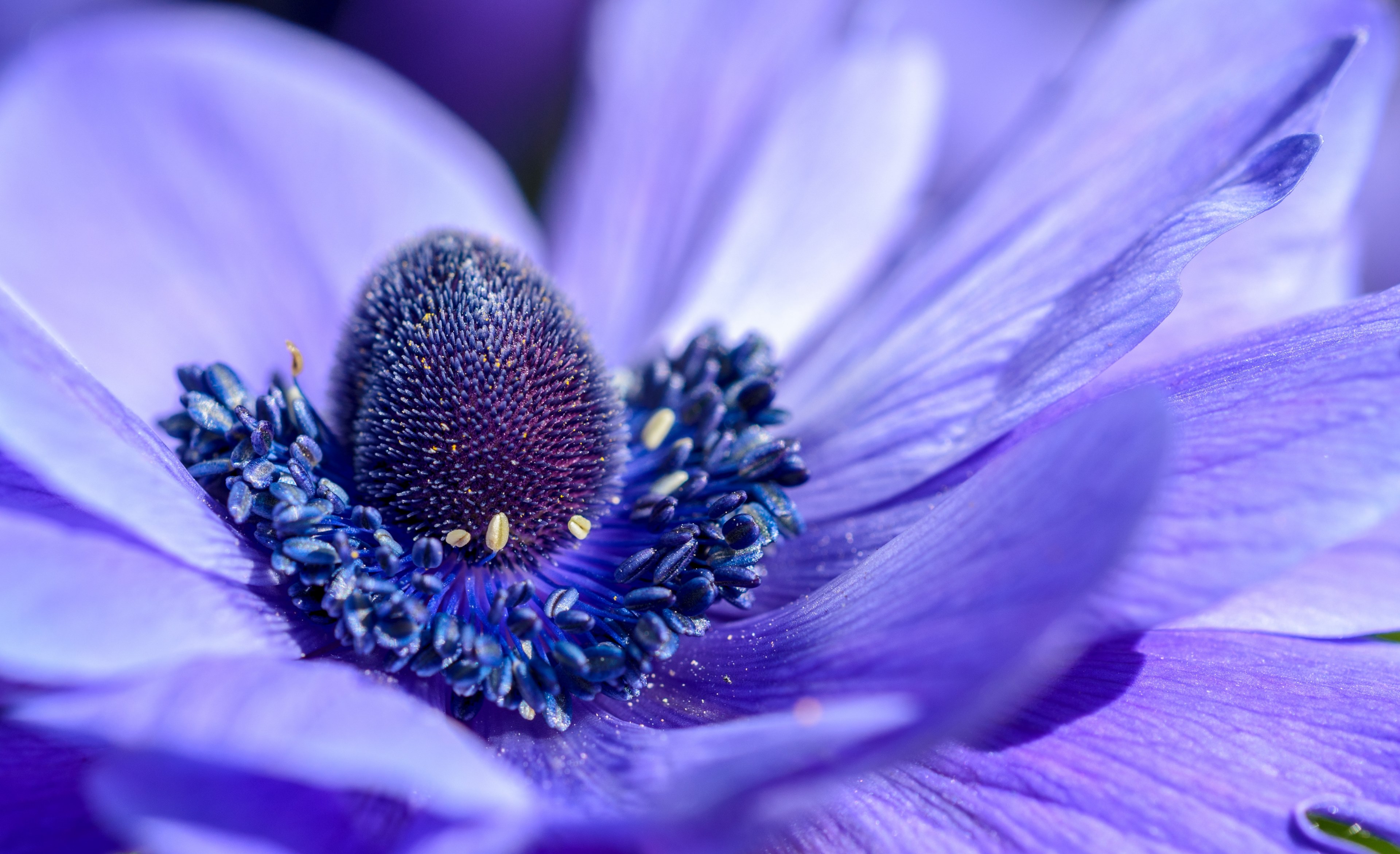 a macro shot of the center of a deep violet flower, violet flower in macro 4k, HD Wallpaper