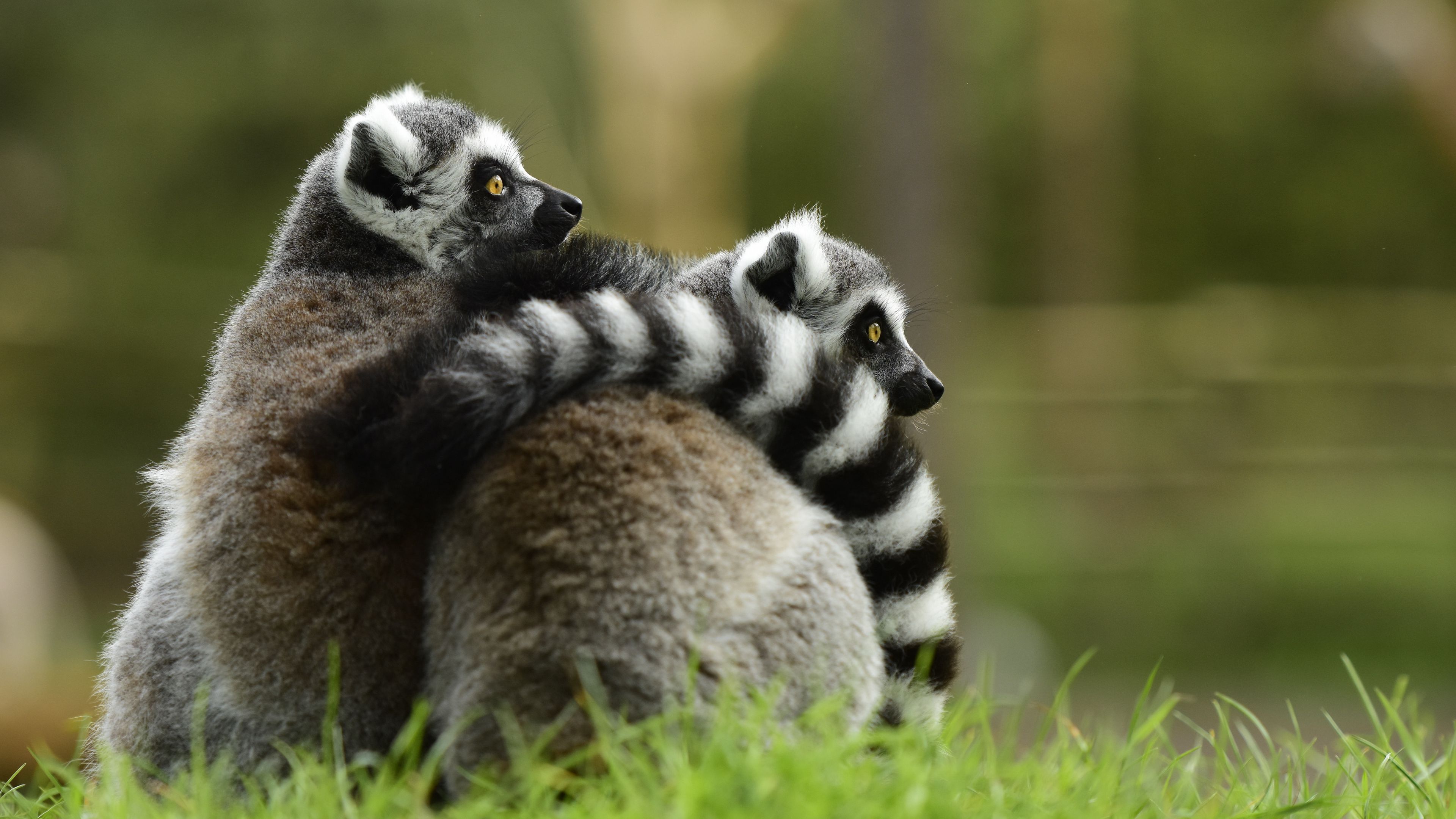 lemur, couple, hugging, 4k, HD Wallpaper