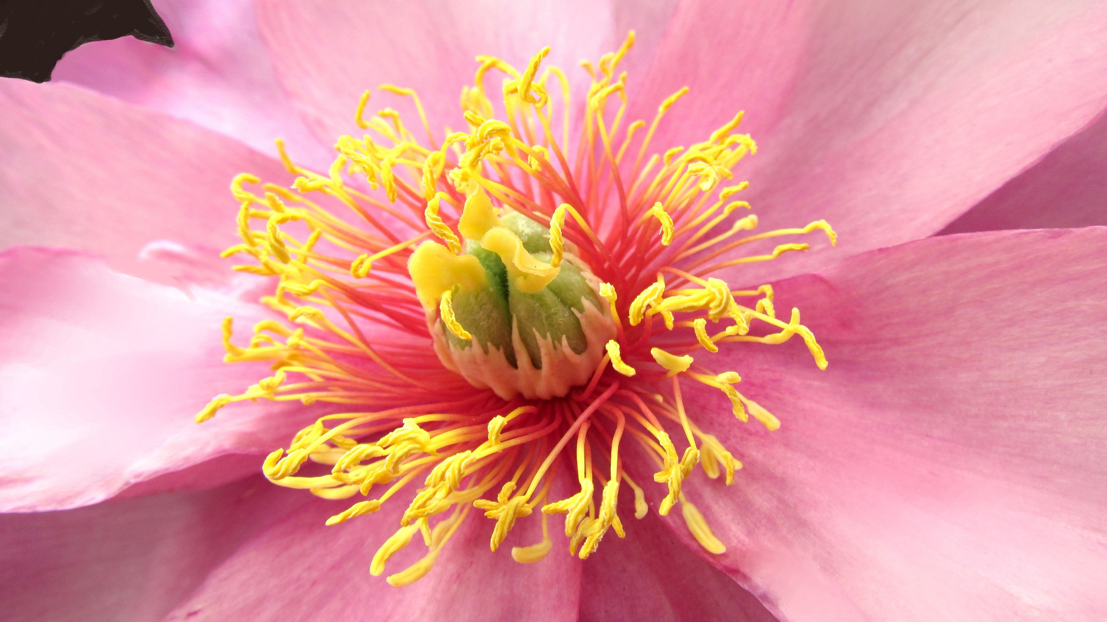 flower, petals, macro, pink, 4k, HD Wallpaper