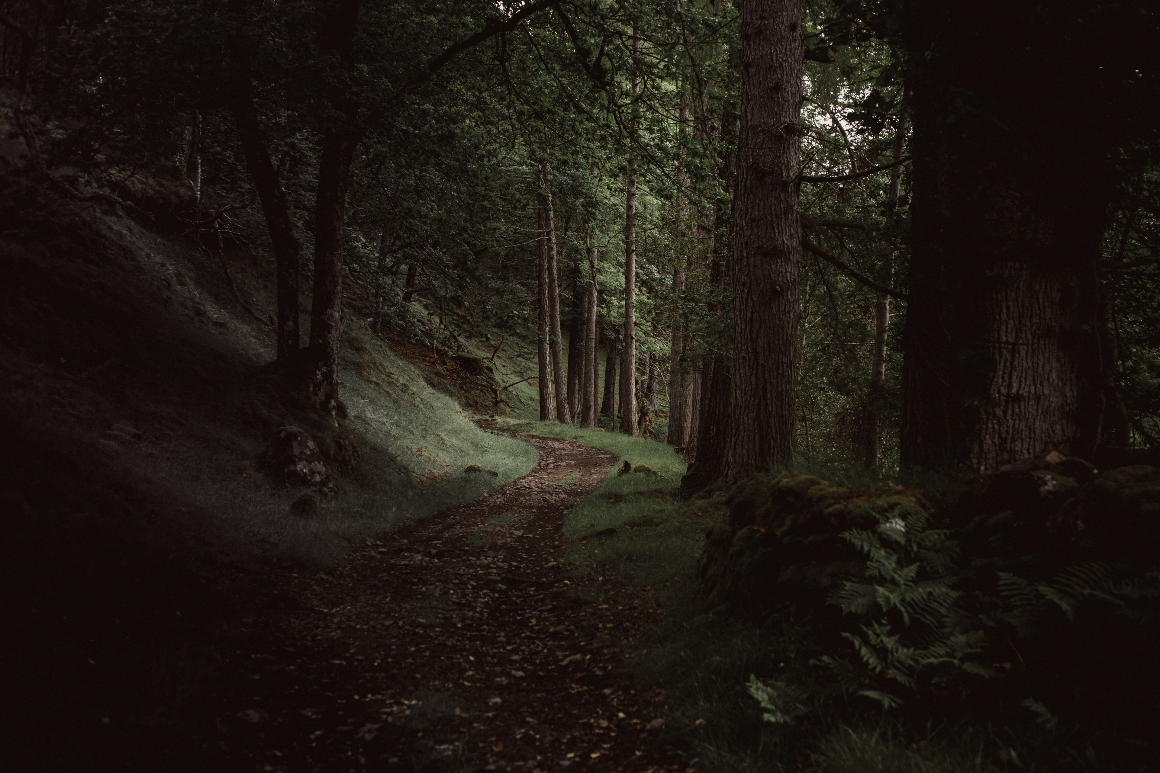 a path through a dark evergreen forest near loch maree, path 4k, HD Wallpaper