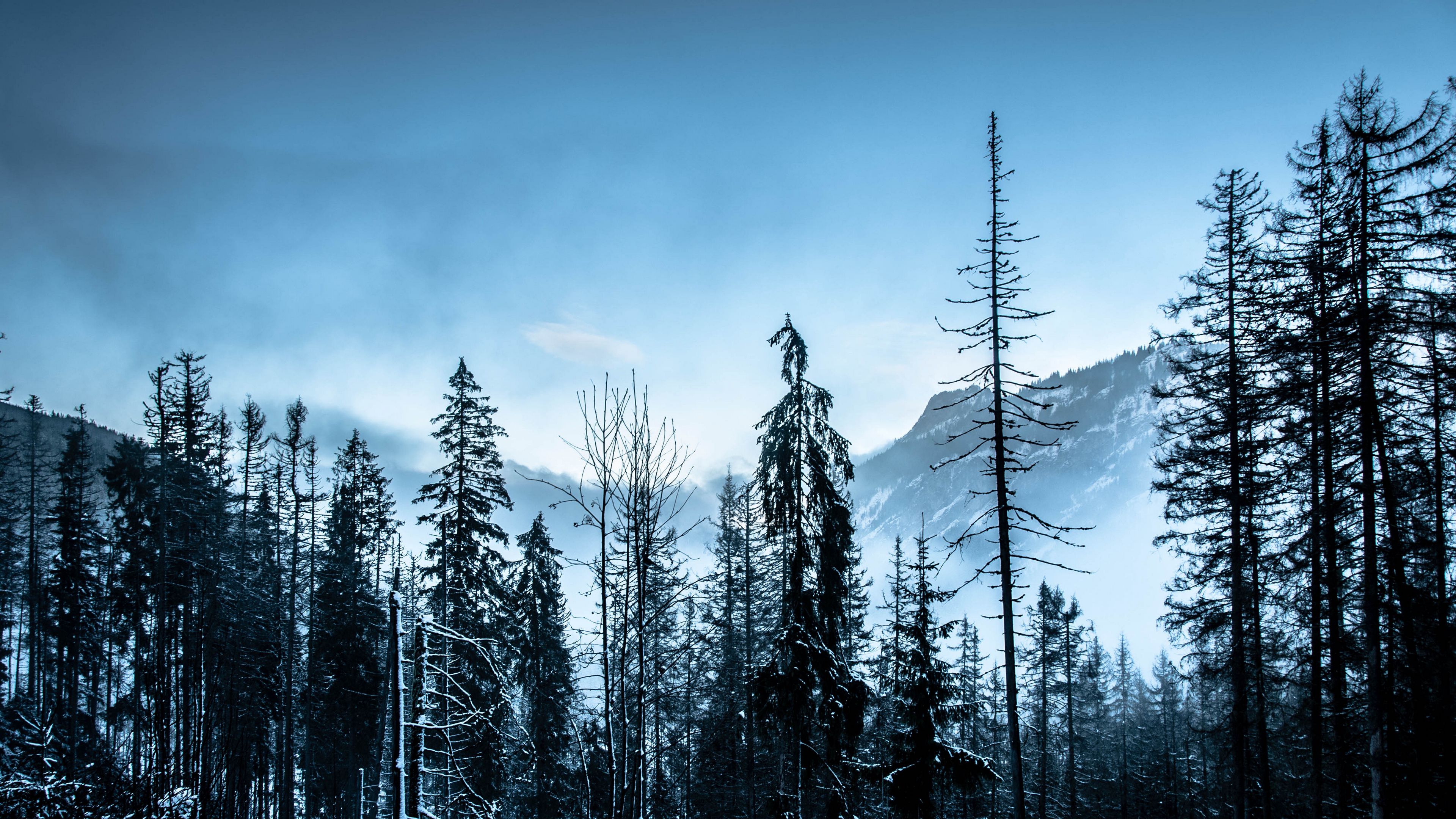 winter, forest, mountains, trees, 4k, HD Wallpaper