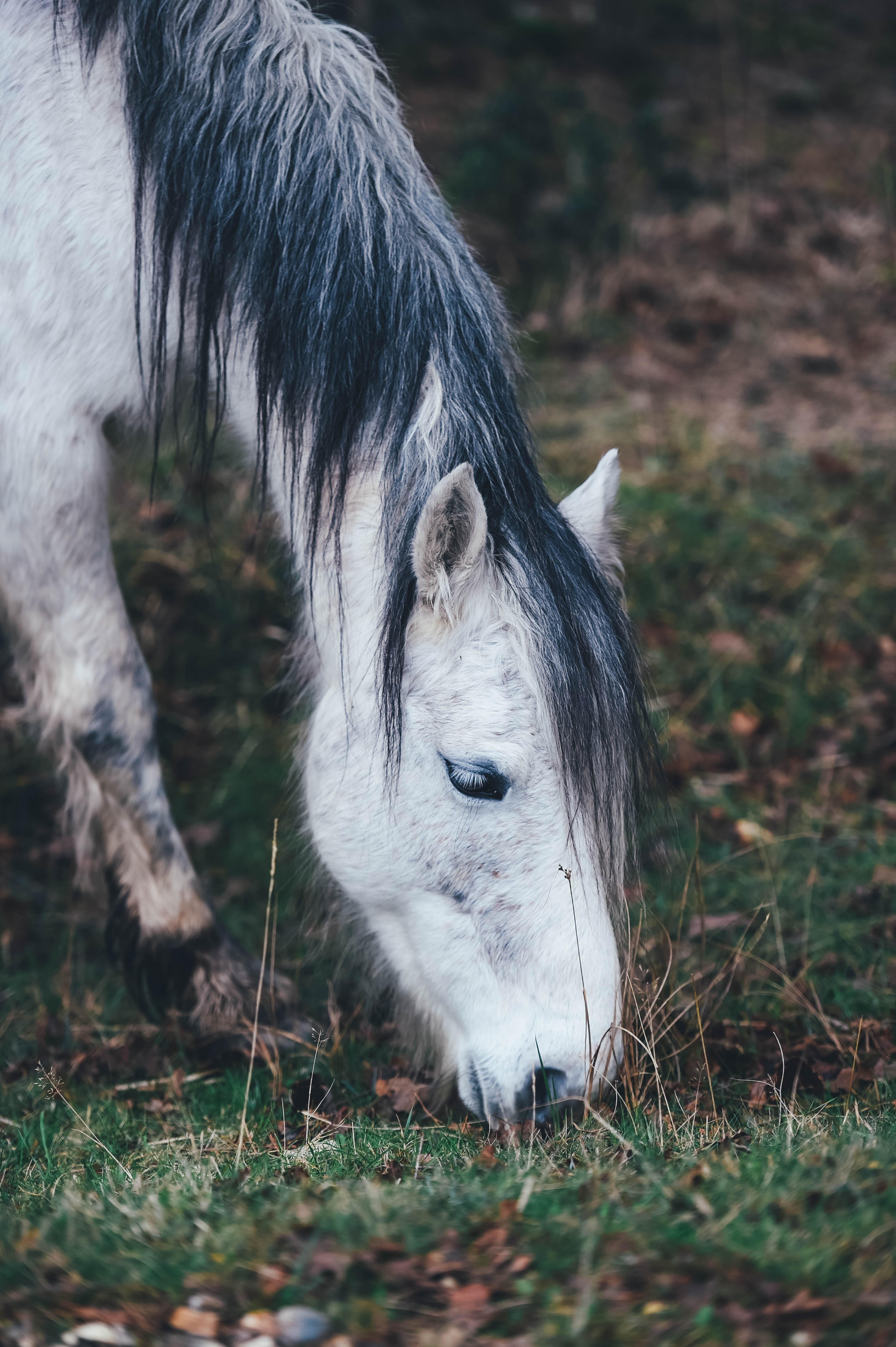 a gray horse with a black mane grazing on autumn grass, grazing gray horse on an autumns day 4k, Phone HD Wallpaper