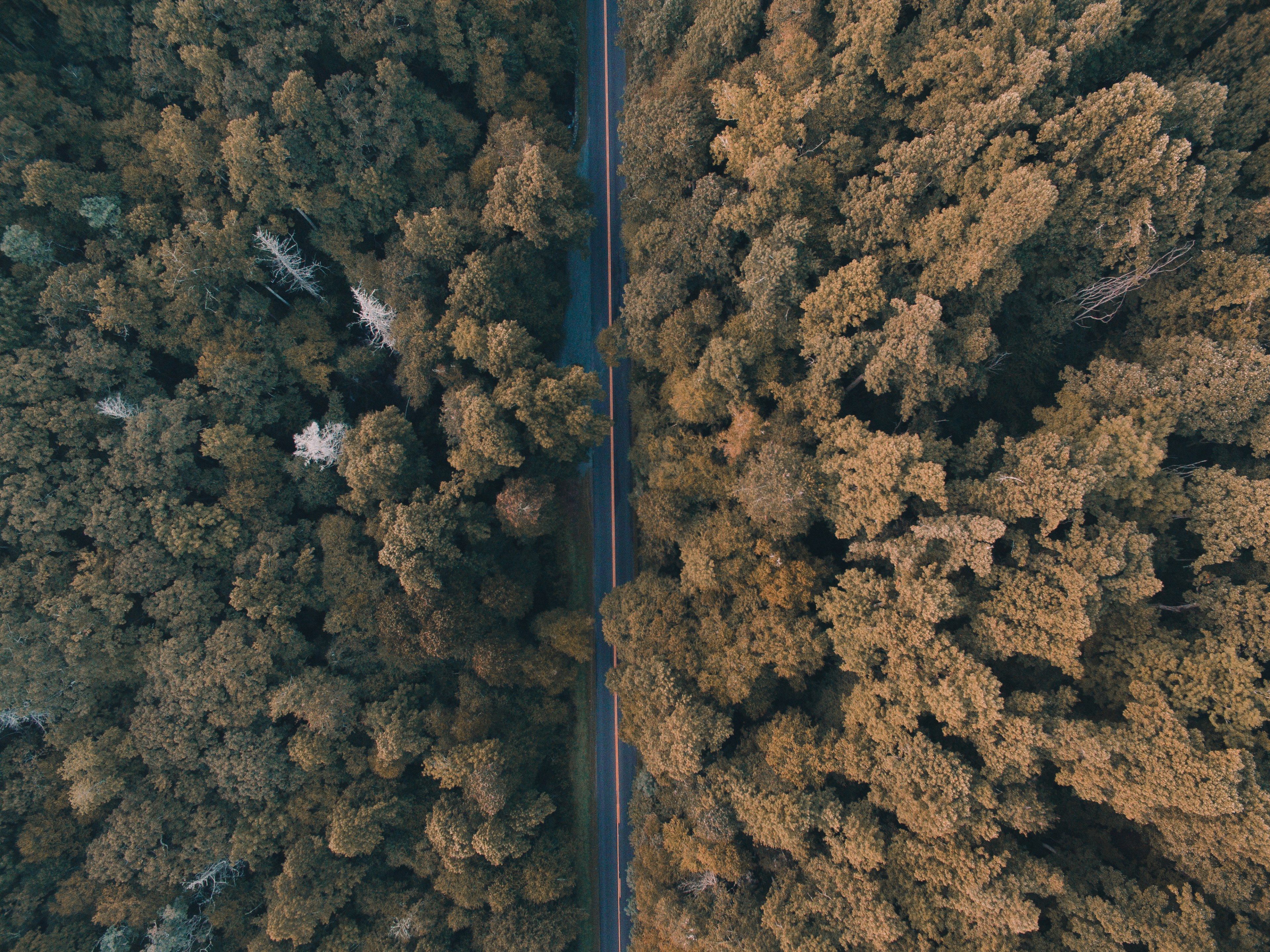 empty road cuts through lush green forest trees, driving through the forest 4k, HD Wallpaper