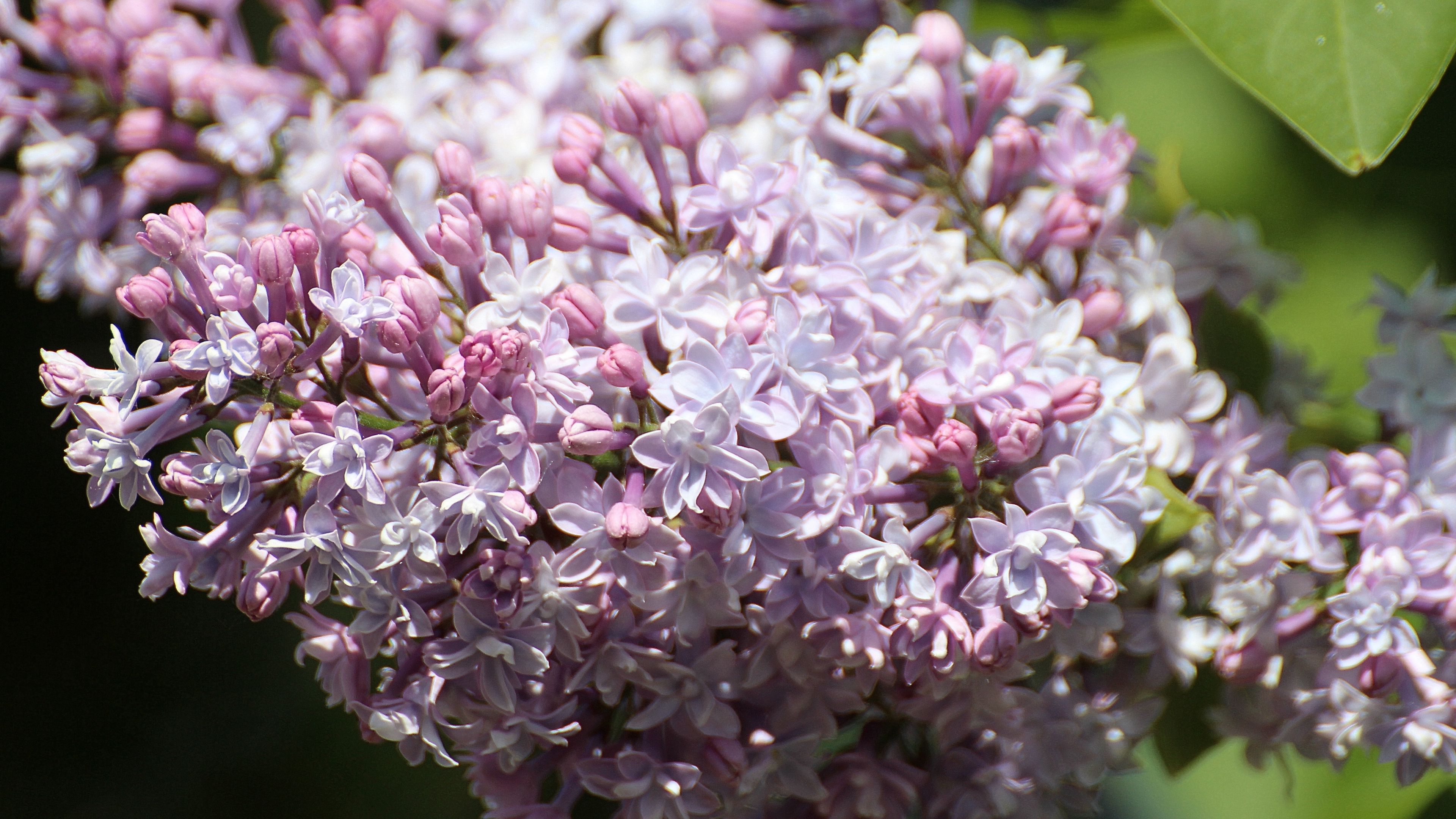 lilac, flowers, branch, 4k, HD Wallpaper