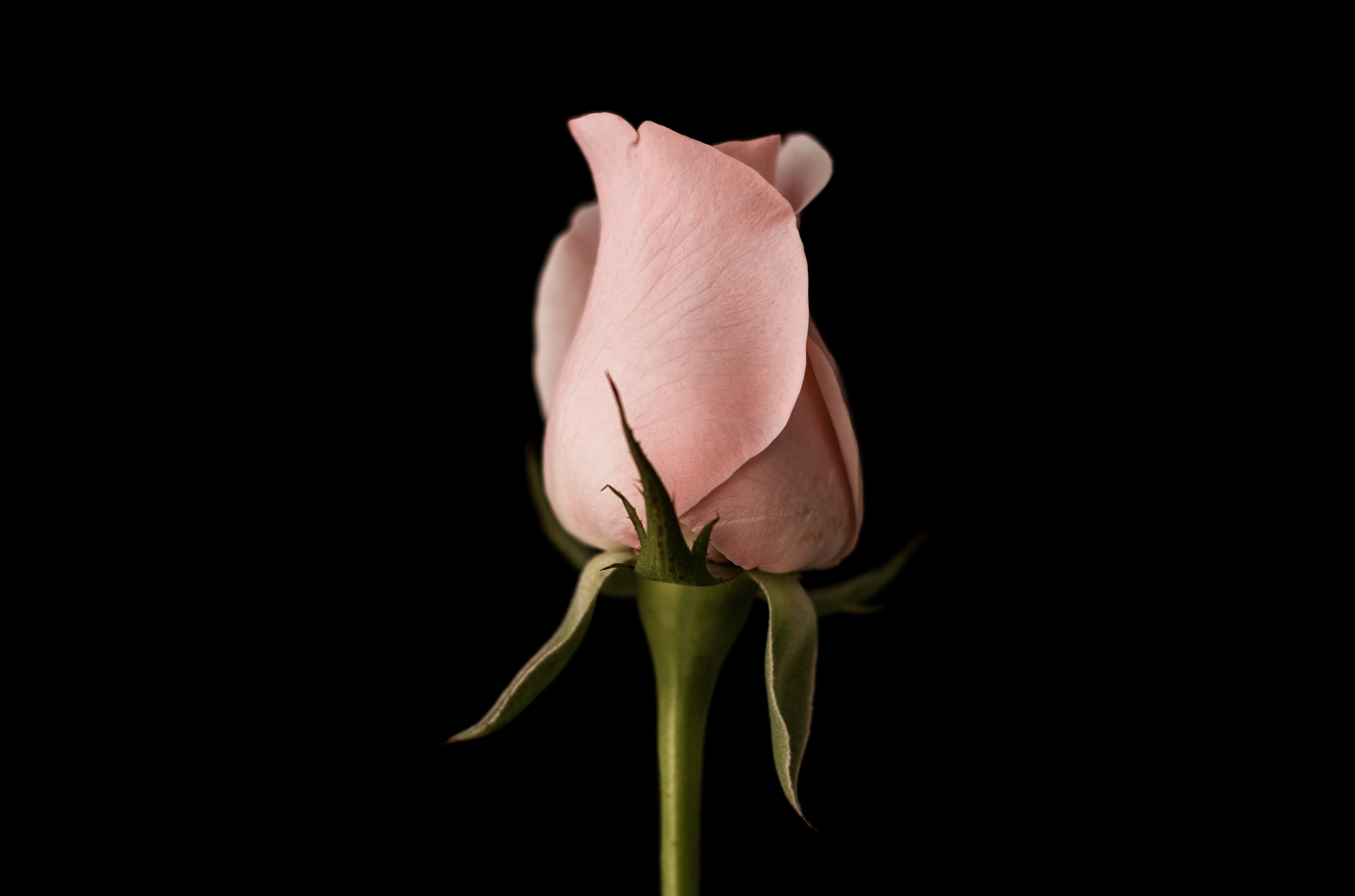 a pink closed up rose against a black background, pink american rose 4k, HD Wallpaper