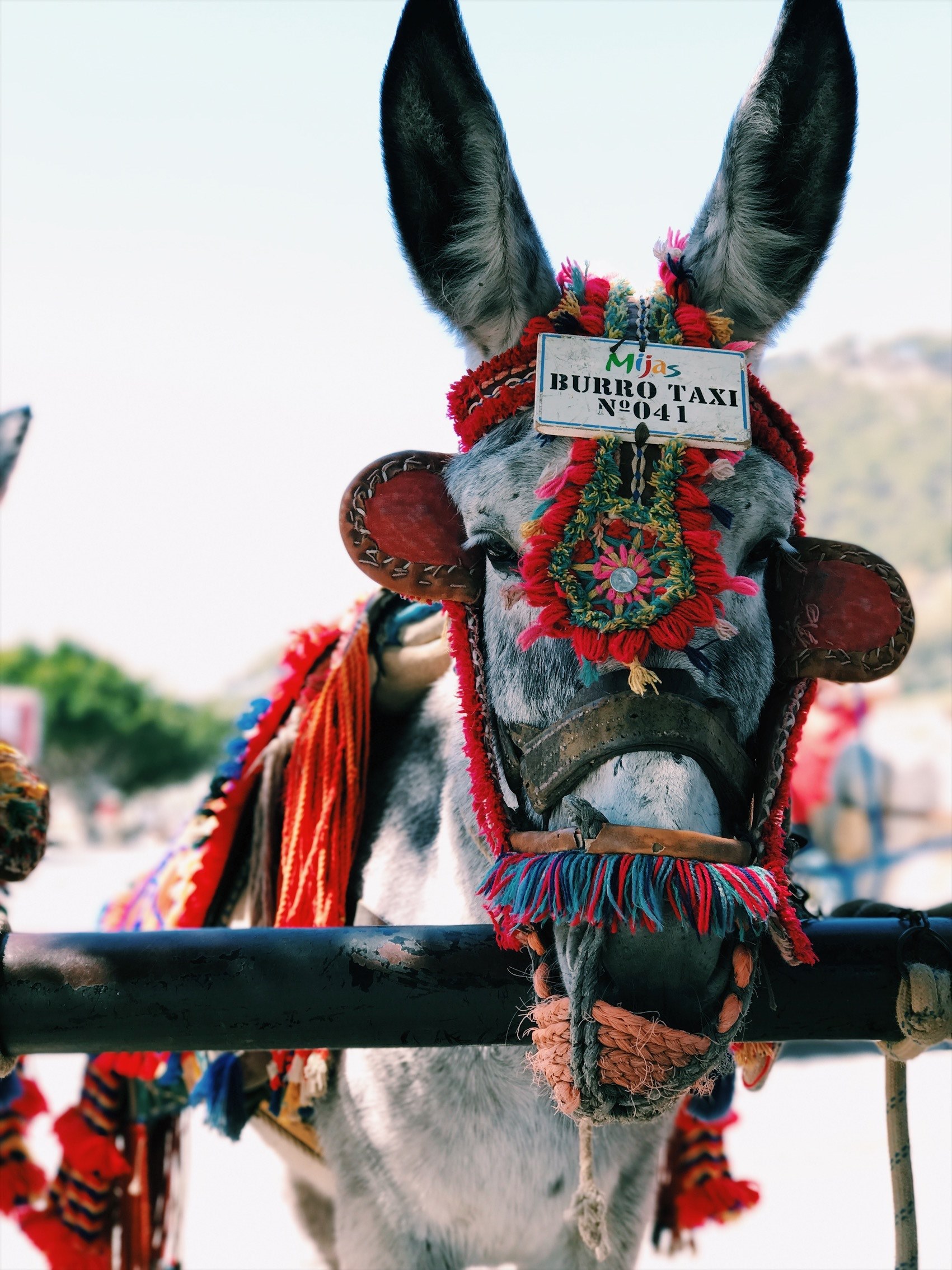 donkey for transportation wearing ornate bridle and reins, burro taxi 4k, Phone HD Wallpaper
