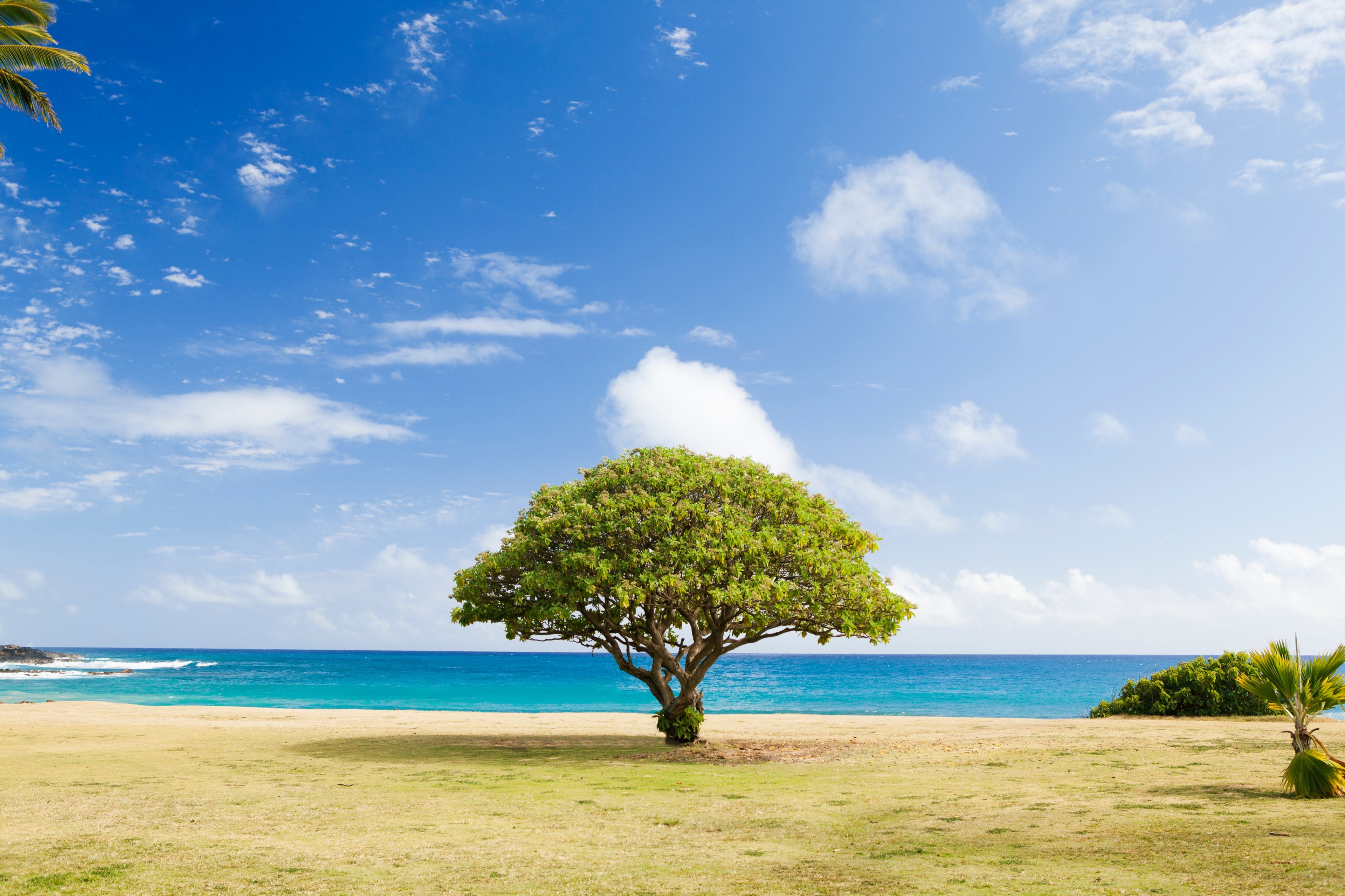 lone green treetop tree on the coastline field at poipu beach, planted alone 4k, HD Wallpaper