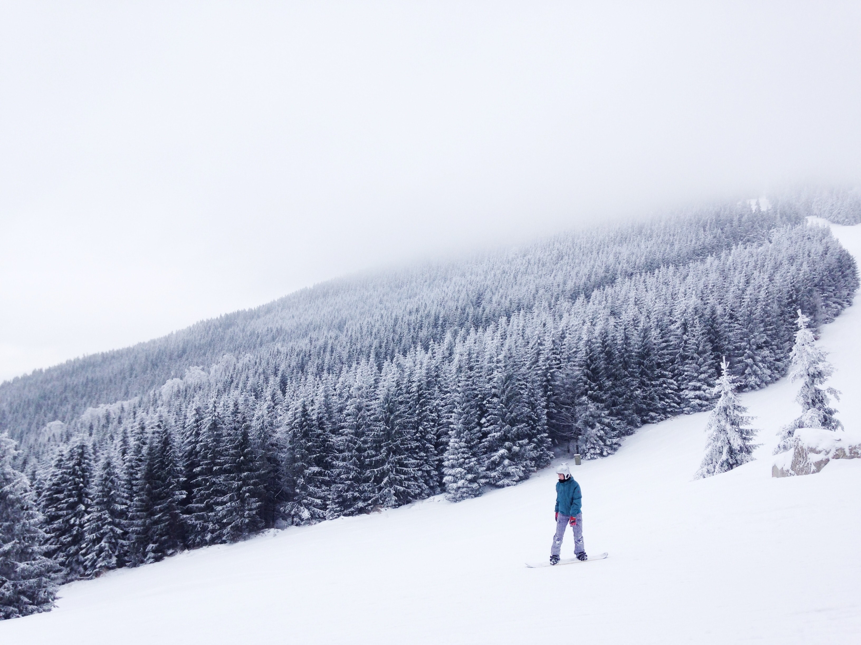 snowboarding on a snowy slope alongside a thick patch of trees, snowboarding alongside trees 4k, HD Wallpaper