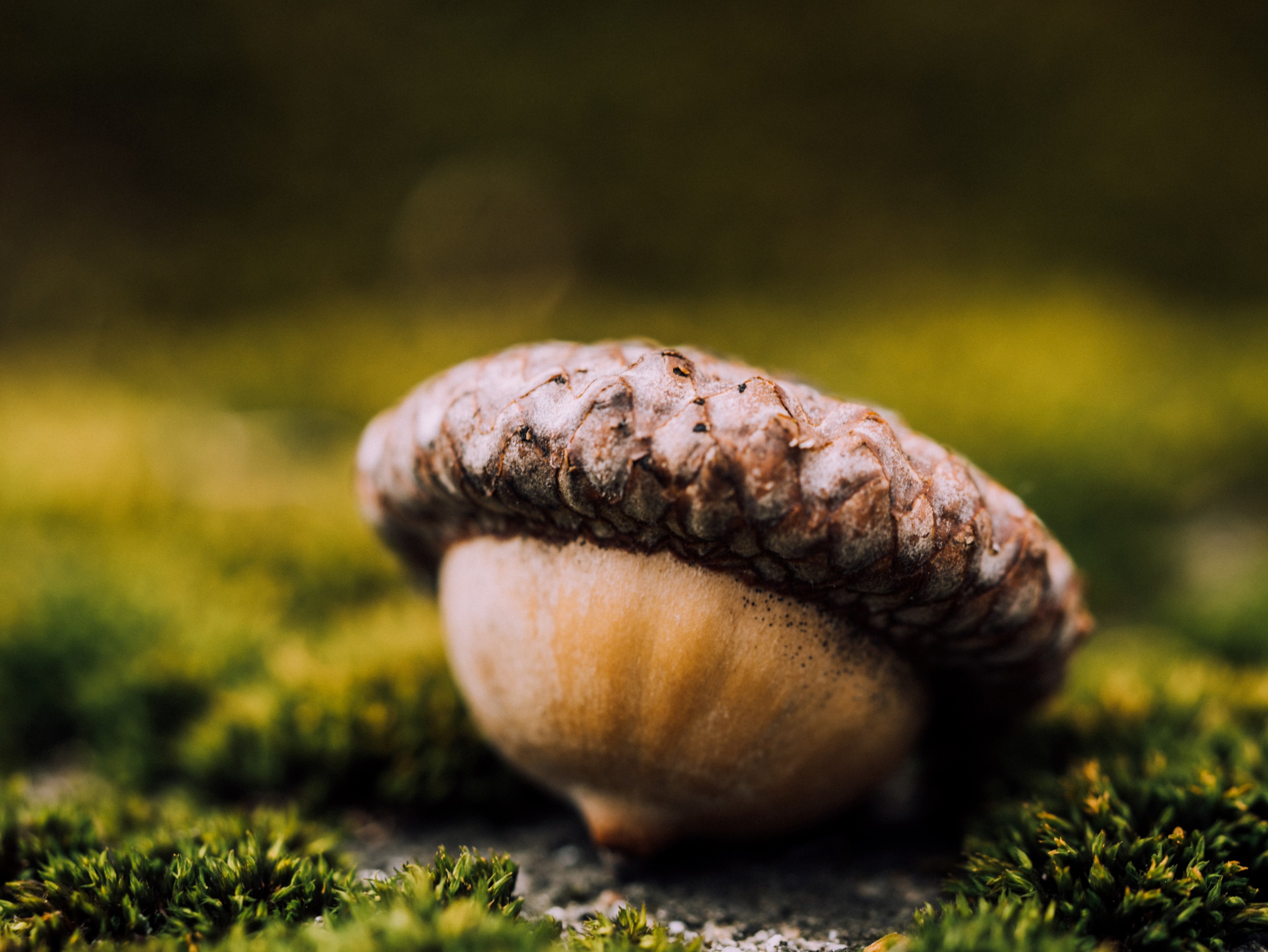 acorn fall wallpapers and fall backgrounds 4k, HD Wallpaper