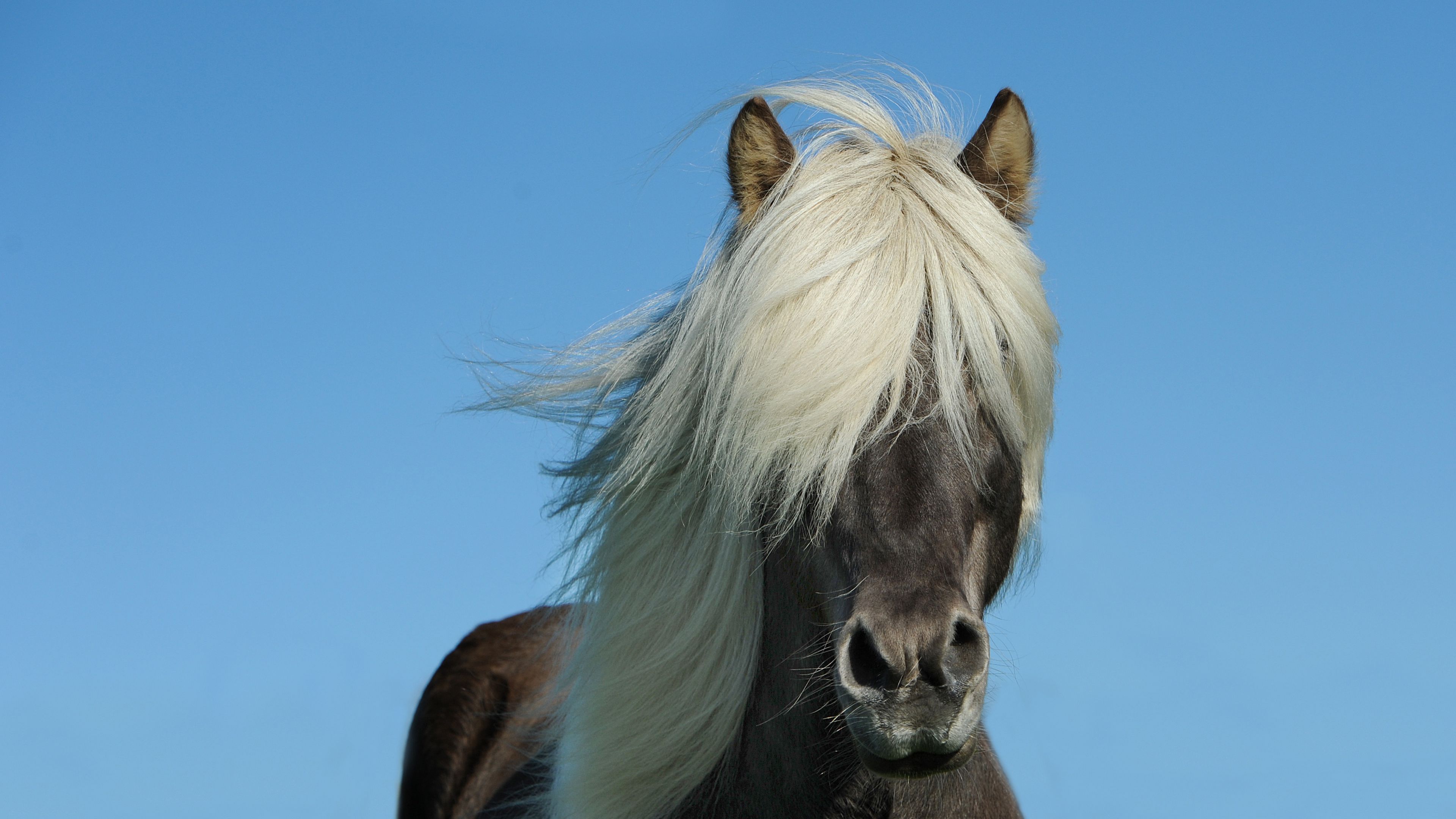 iceland horse, horse, mane, sky, 4k, HD Wallpaper
