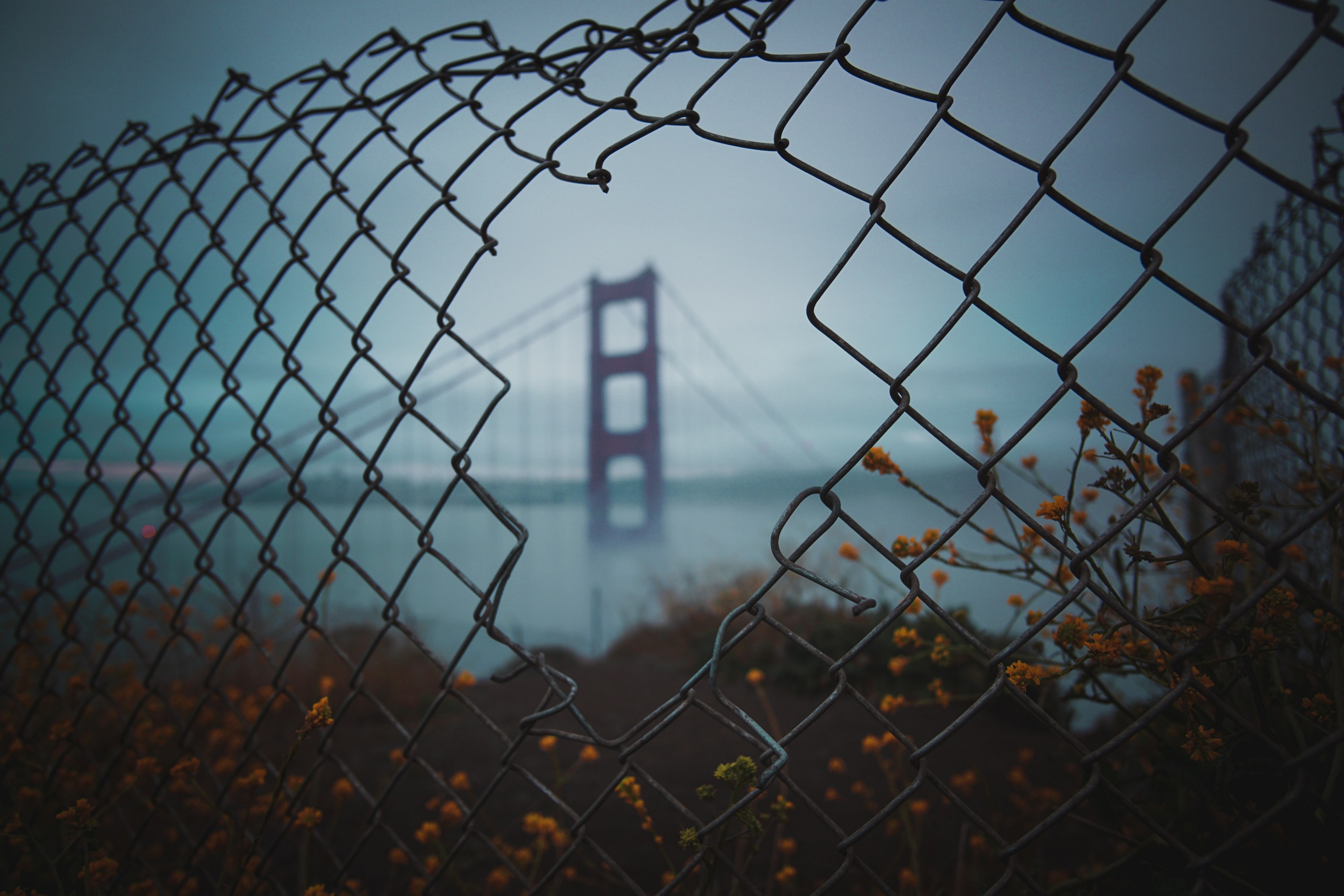 golden gate bridge wrapped in fog and framed by bushes and a chain link fence with a hole in it, focal point 4k, HD Wallpaper