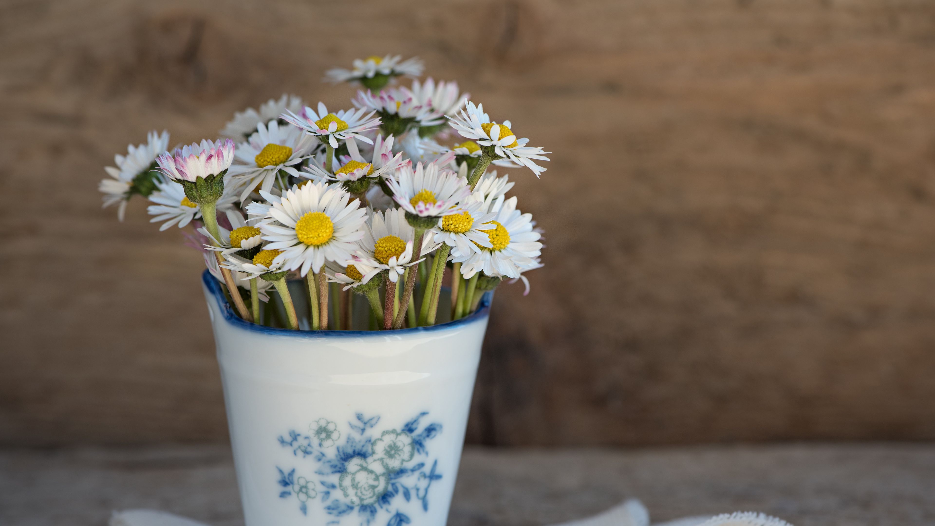 daisies, vase, napkin, 4k, HD Wallpaper