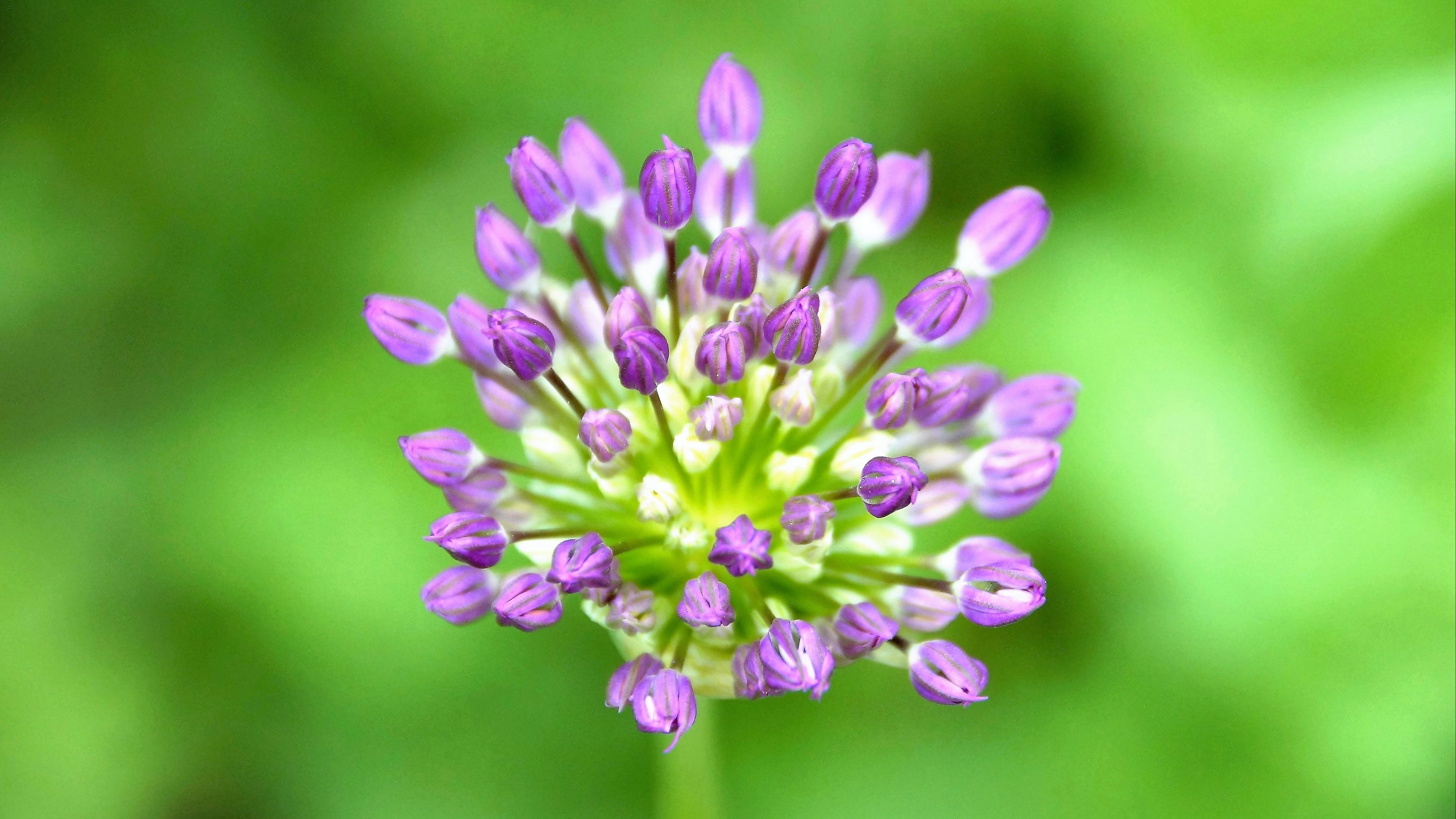 garlic, flowers, macro, 4k, HD Wallpaper