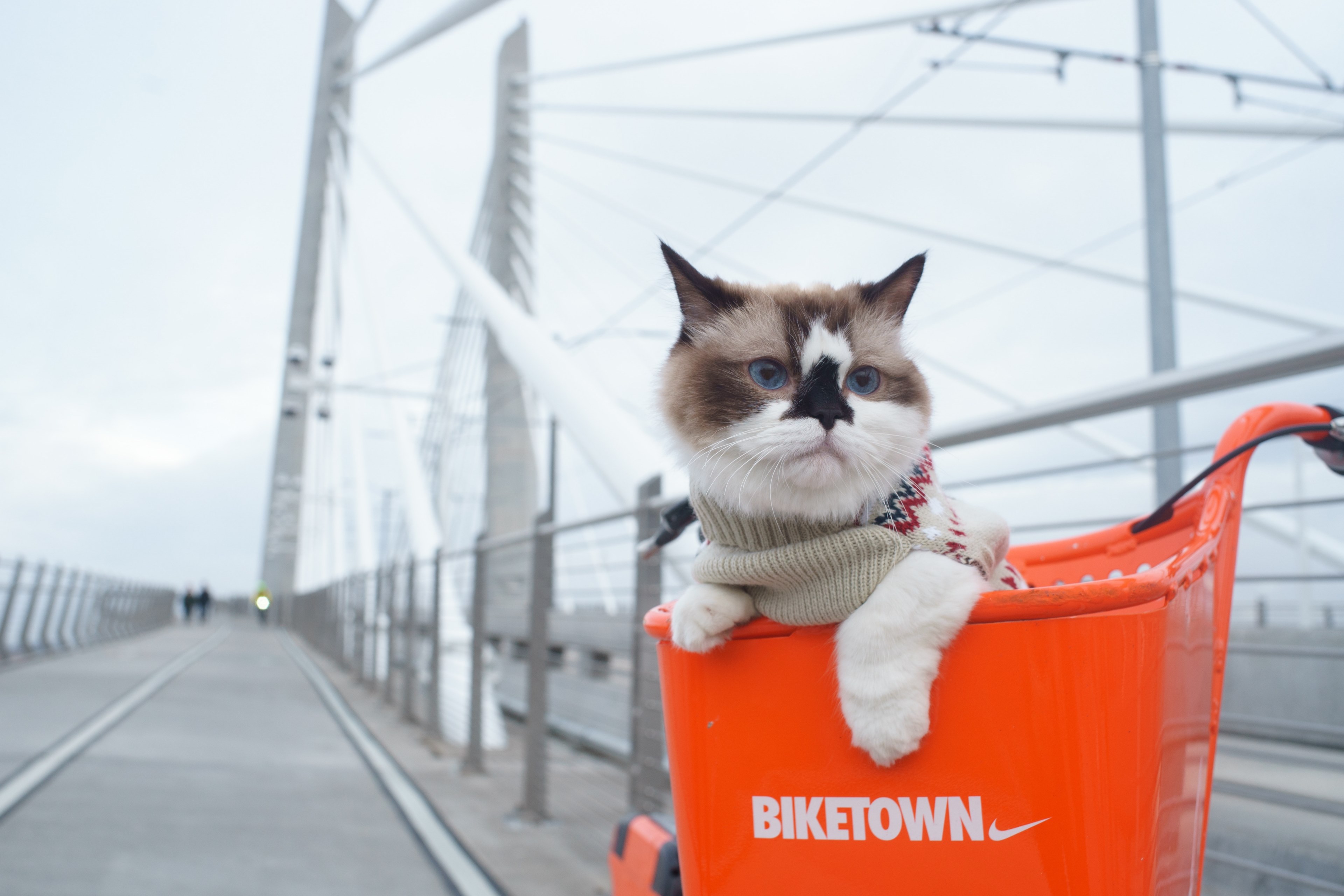 a cat in a biketown bike basket while crossing a portland bridge, albert rides a bike 4k, HD Wallpaper