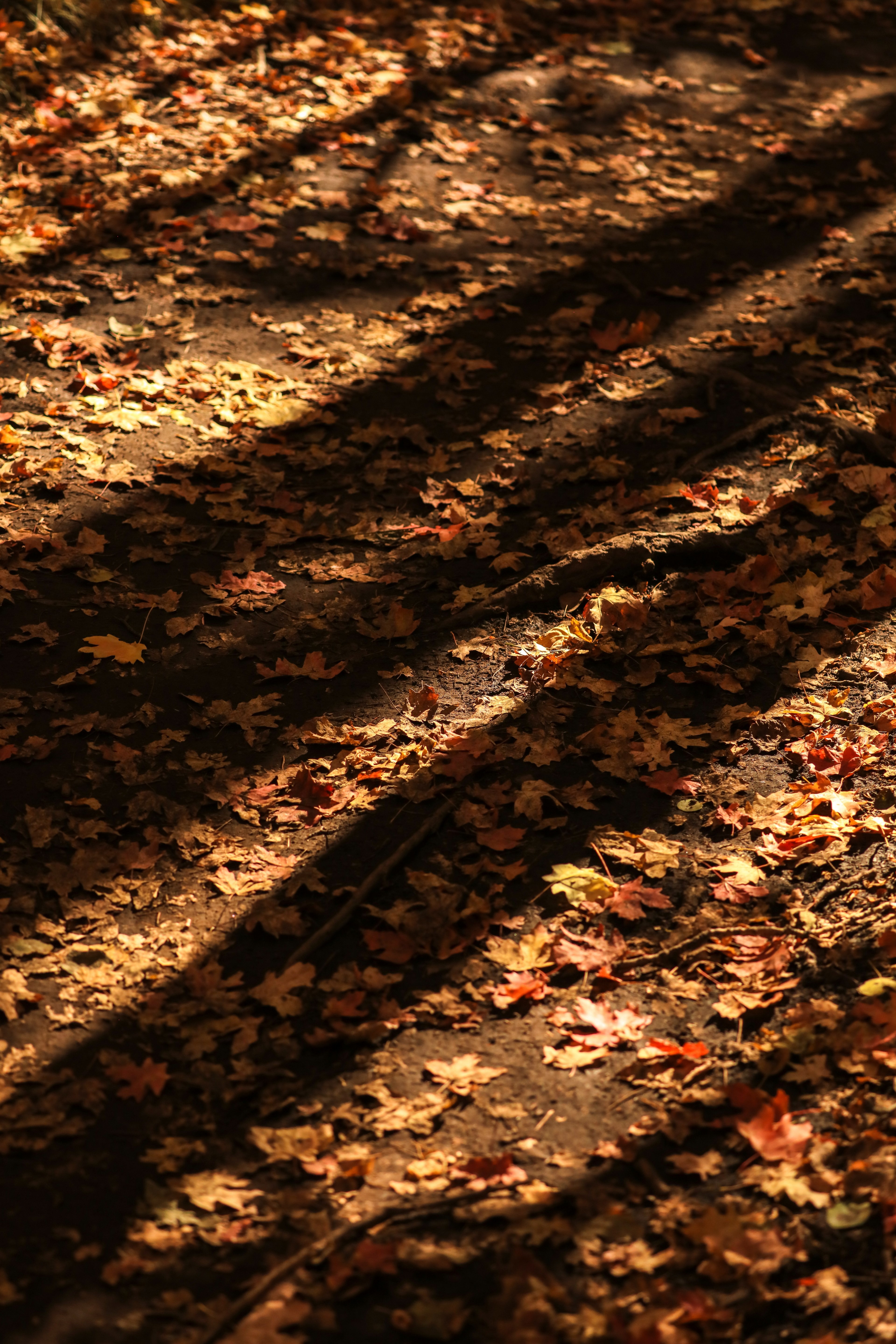 patrick hendry diagonal fall 4k, Phone HD Wallpaper