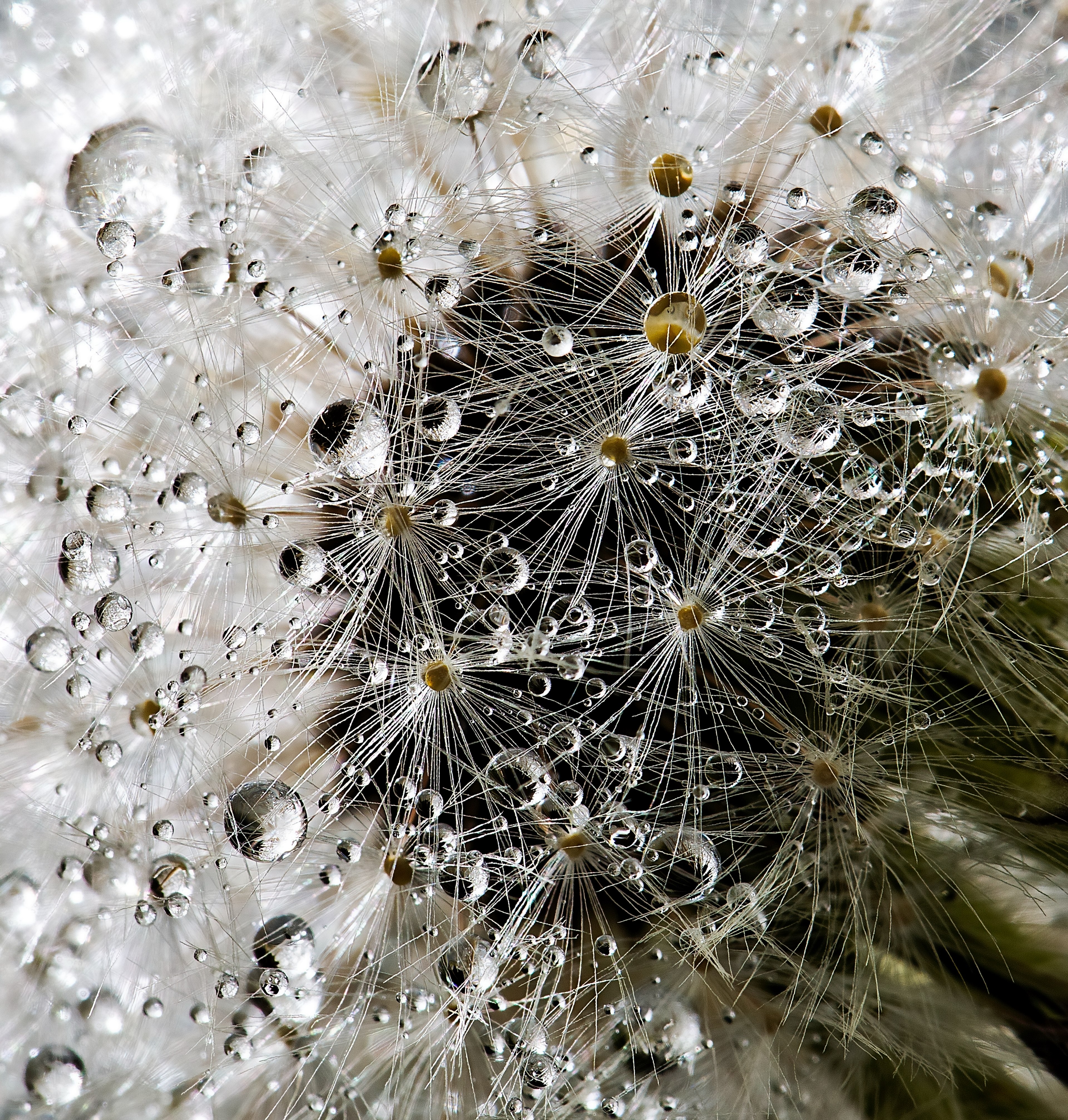 drops 4k, Phone HD Wallpaper