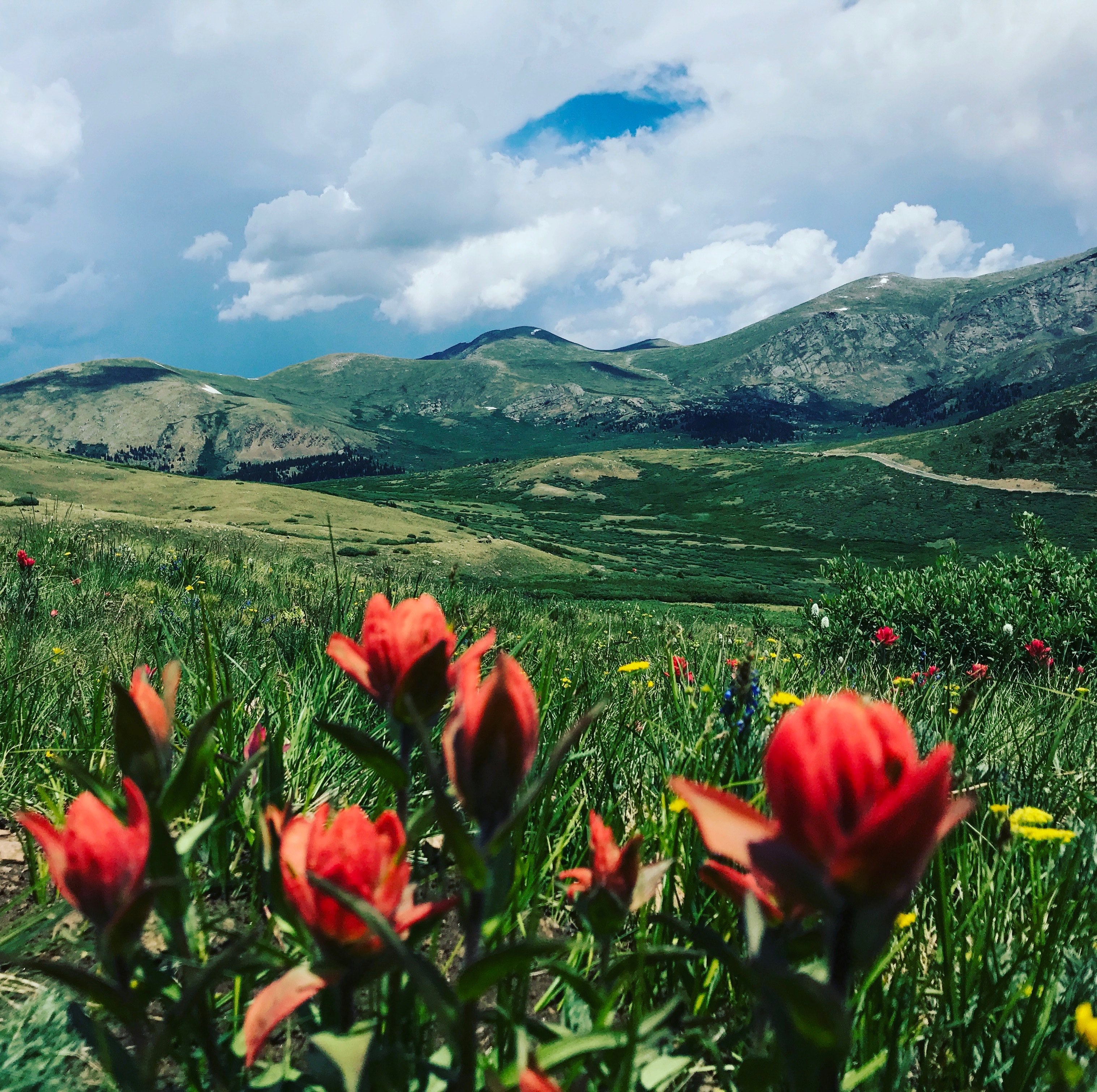 flower senic wilderness and wild 4k, HD Wallpaper