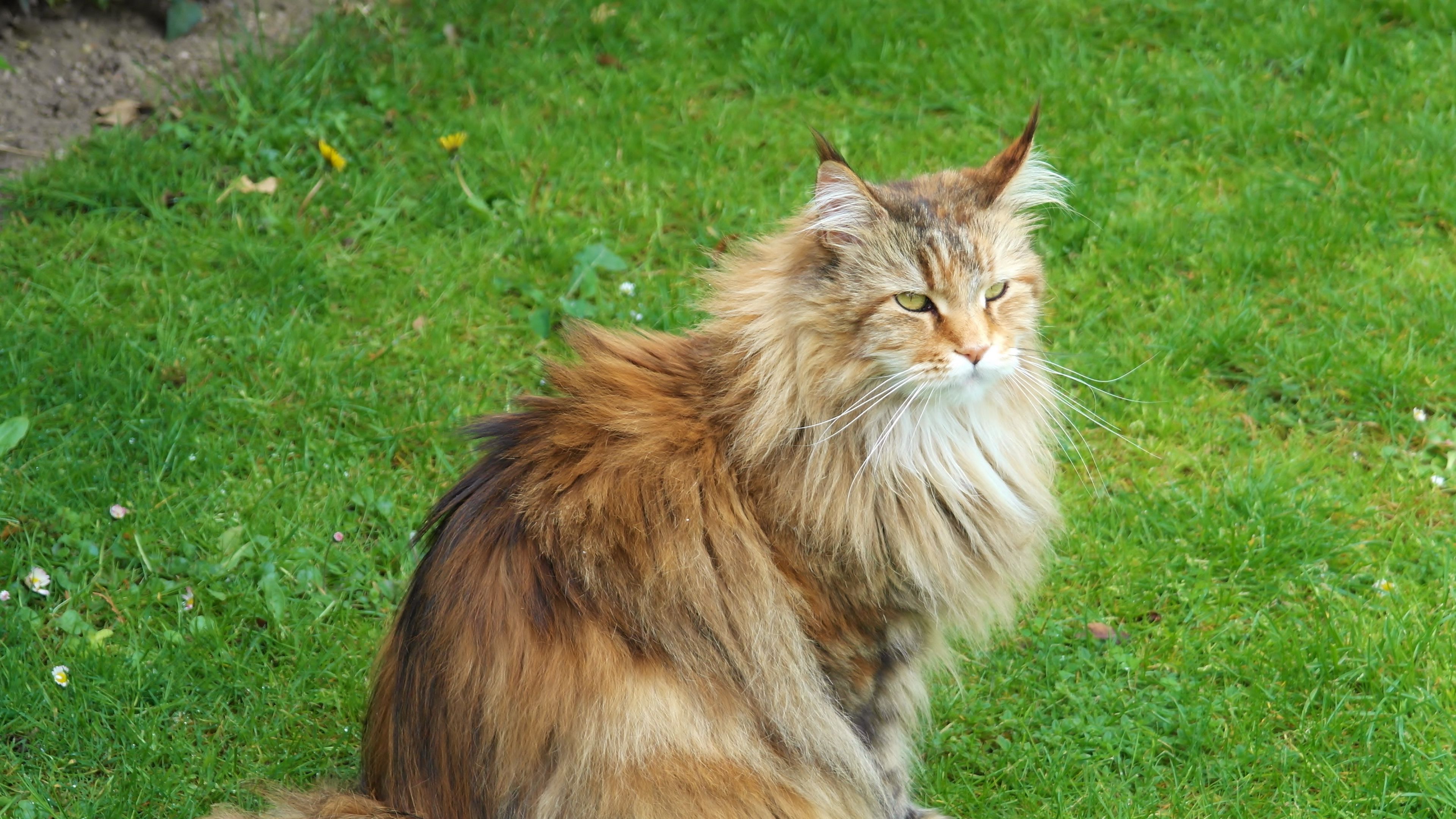 cat, fluffy, grass, sit, 4k, HD Wallpaper