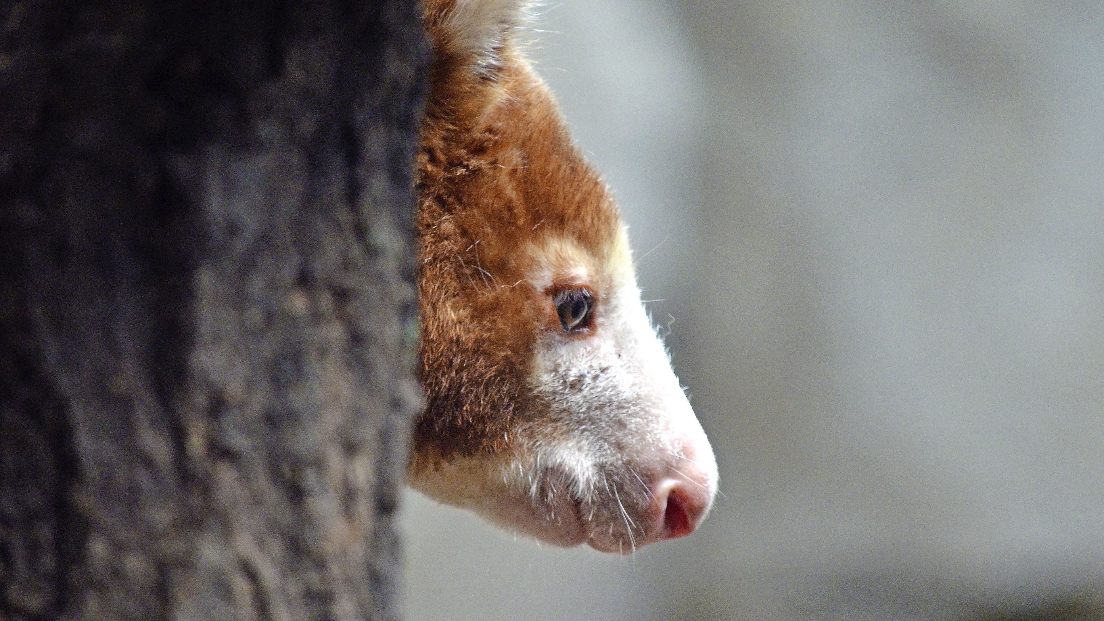 kangaroo, muzzle, wood, profile, 4k, HD Wallpaper