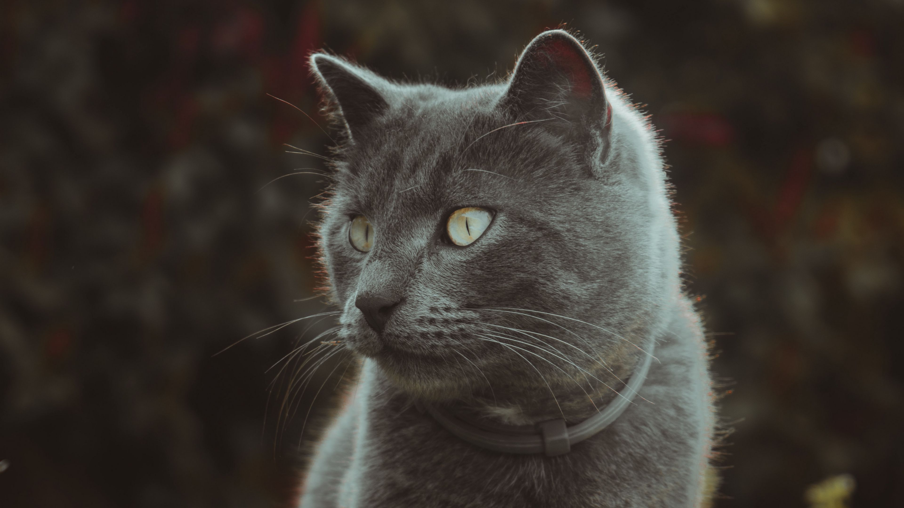 cat, cute, grass, 4k, HD Wallpaper