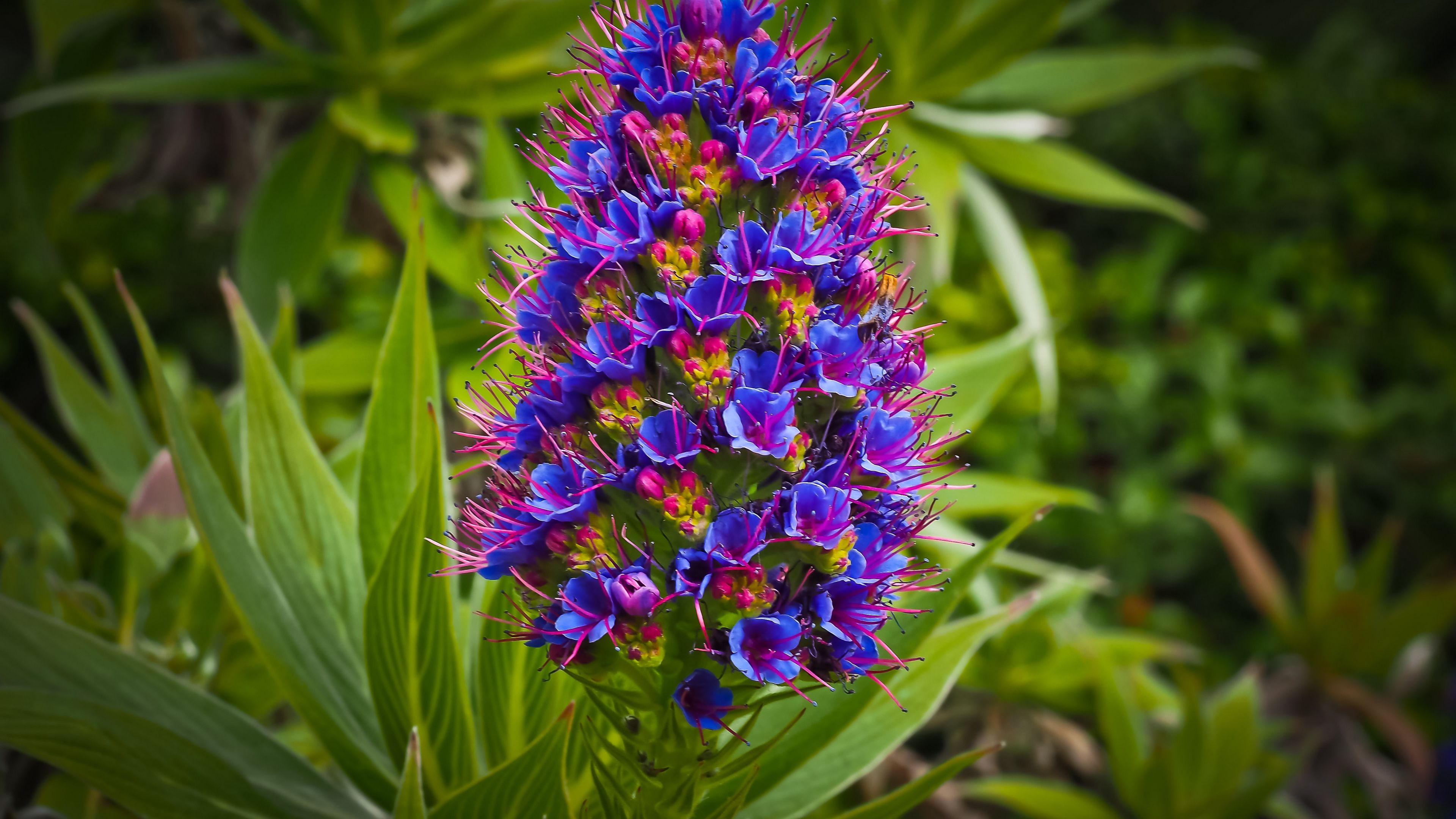 exotic flower, grass, bud, 4k, HD Wallpaper