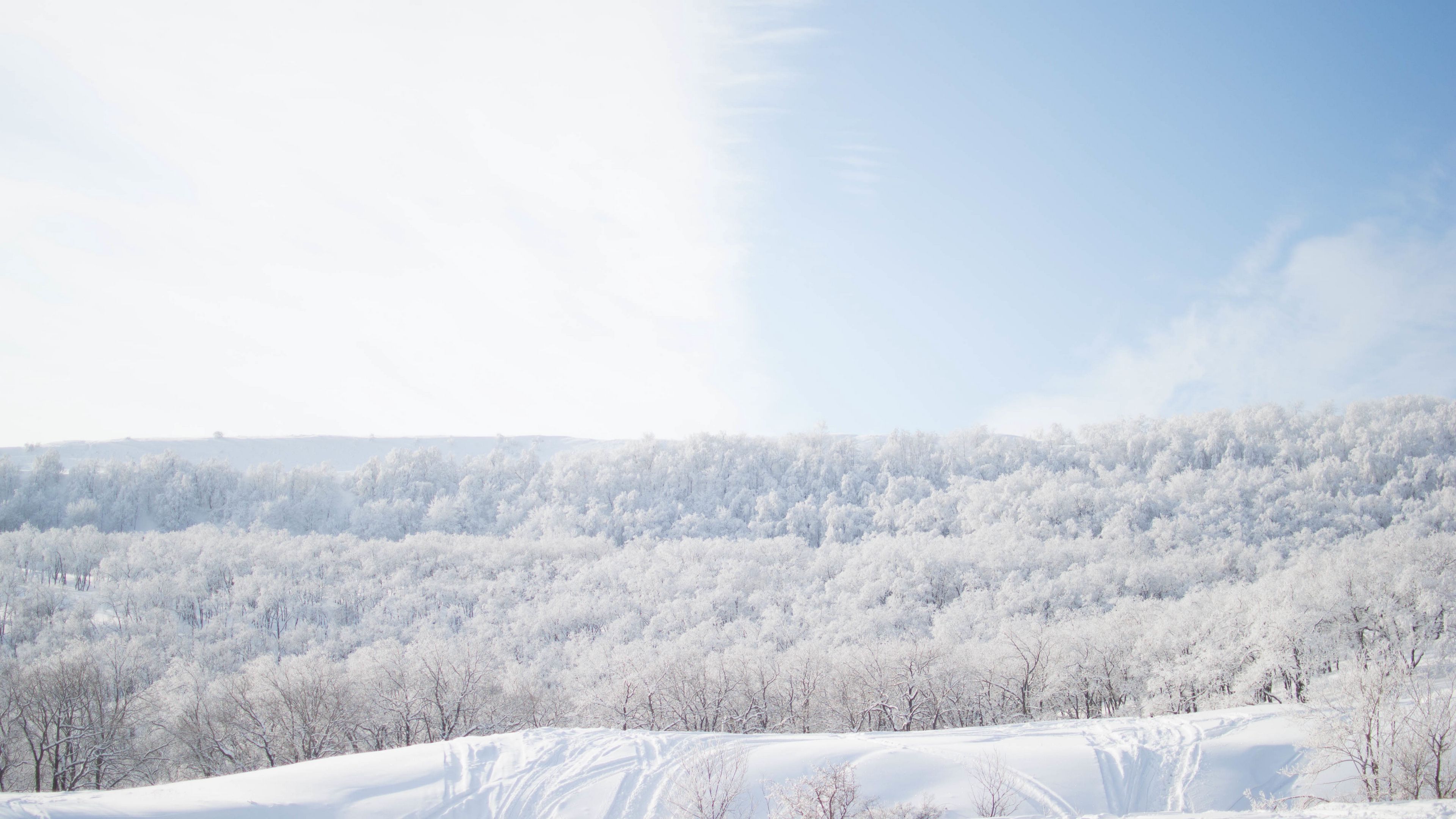 snow, trees, sky, 4k, HD Wallpaper