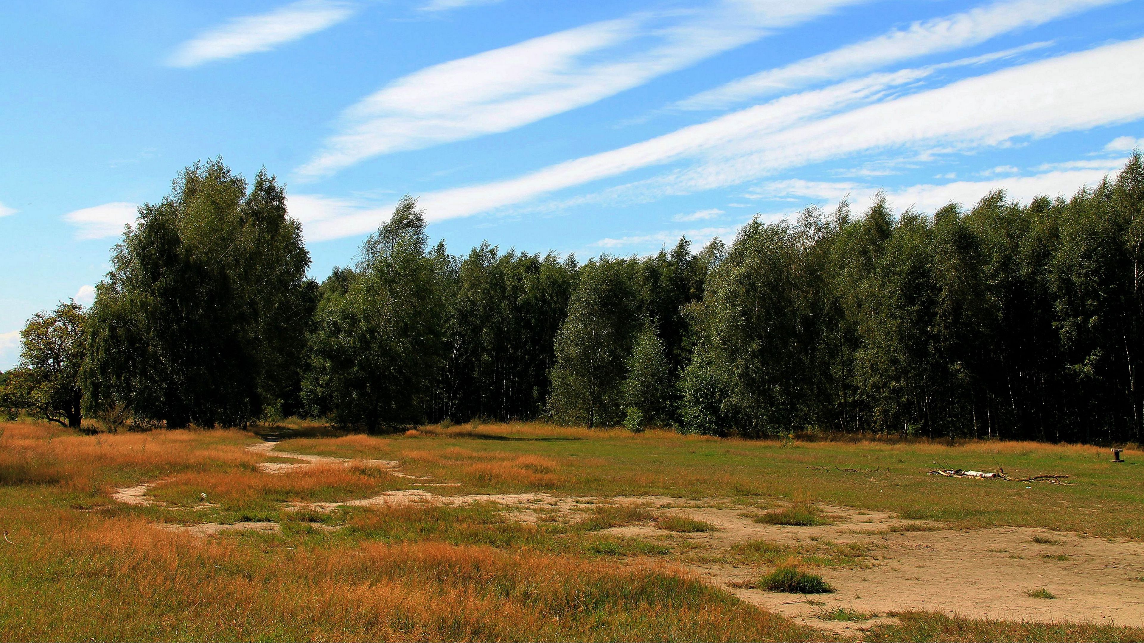 trees, forest, grass, autumn, 4k, HD Wallpaper