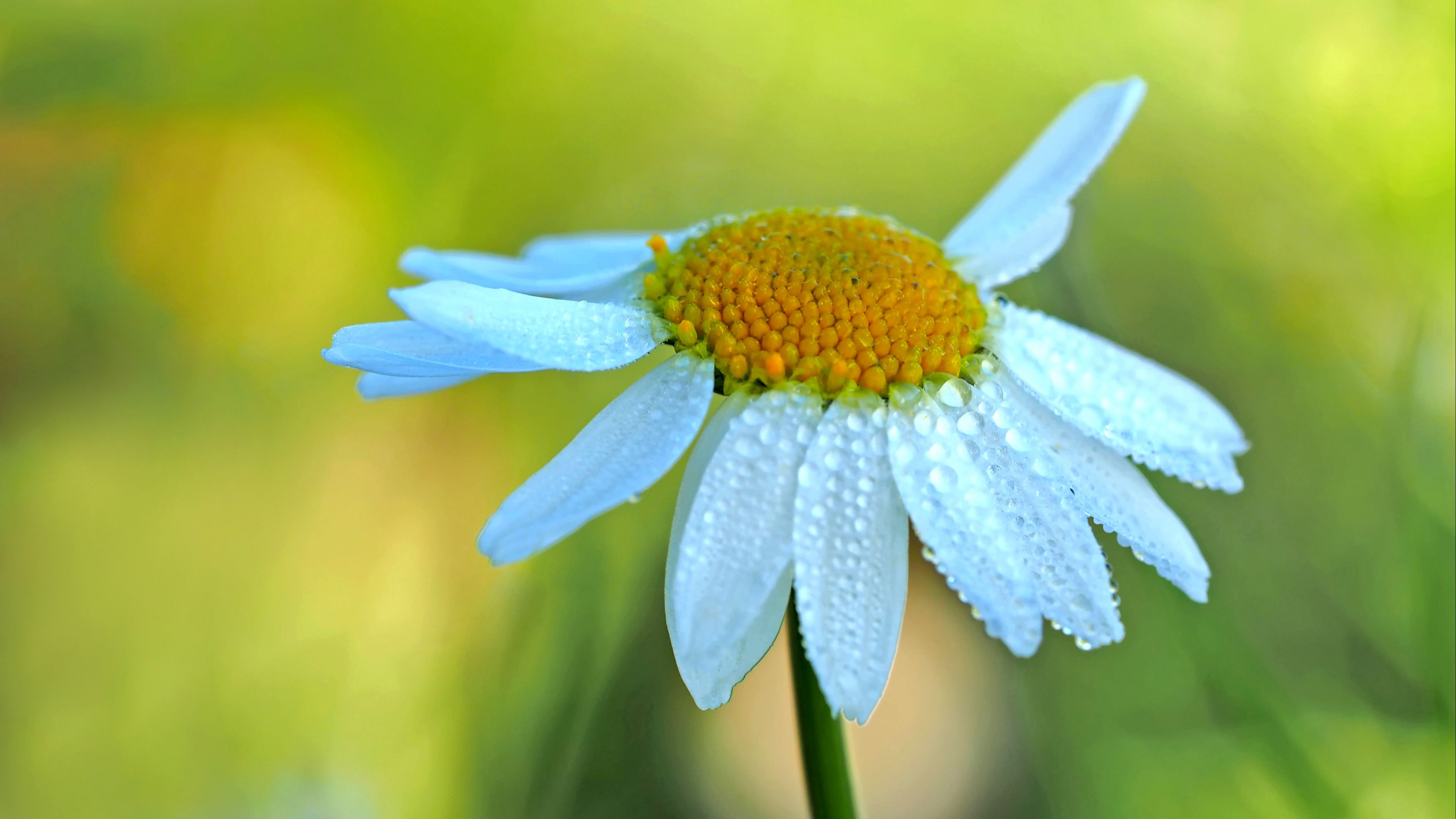 daisy, petals, drops, blur, 4k, HD Wallpaper