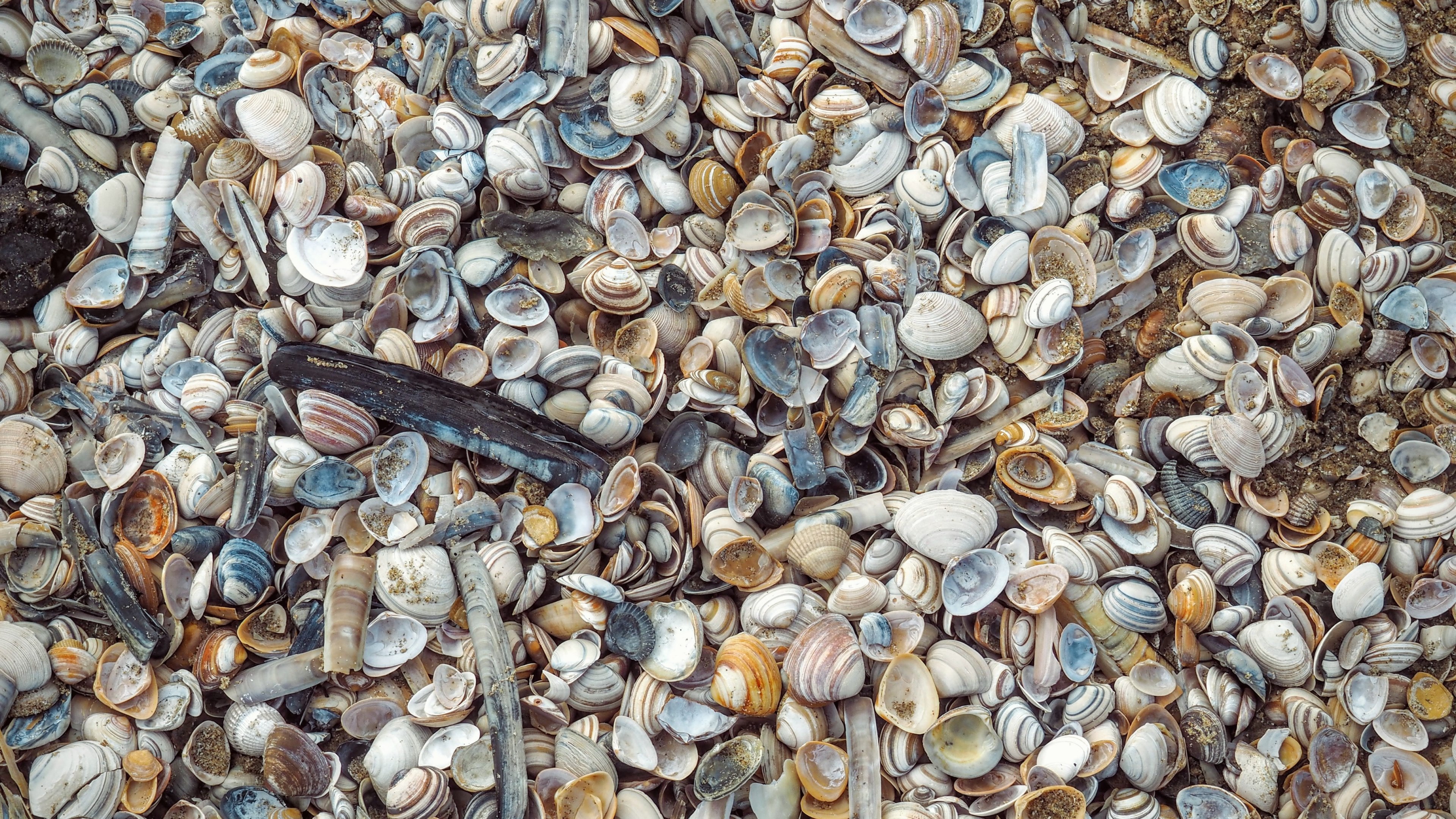 shell sea shell and sea 4k, HD Wallpaper