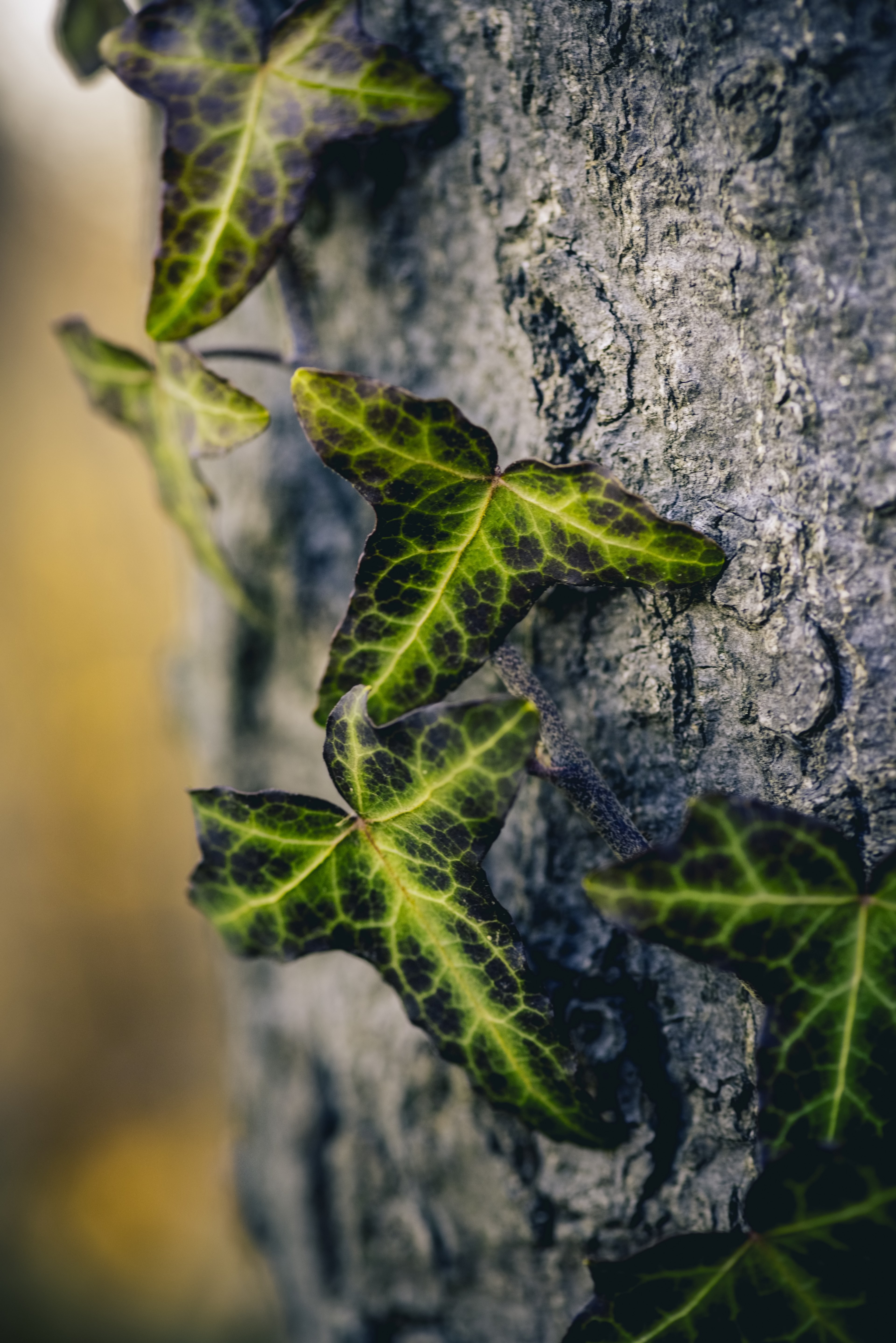 nature travel closeup and macro hd, 4k, Phone HD Wallpaper