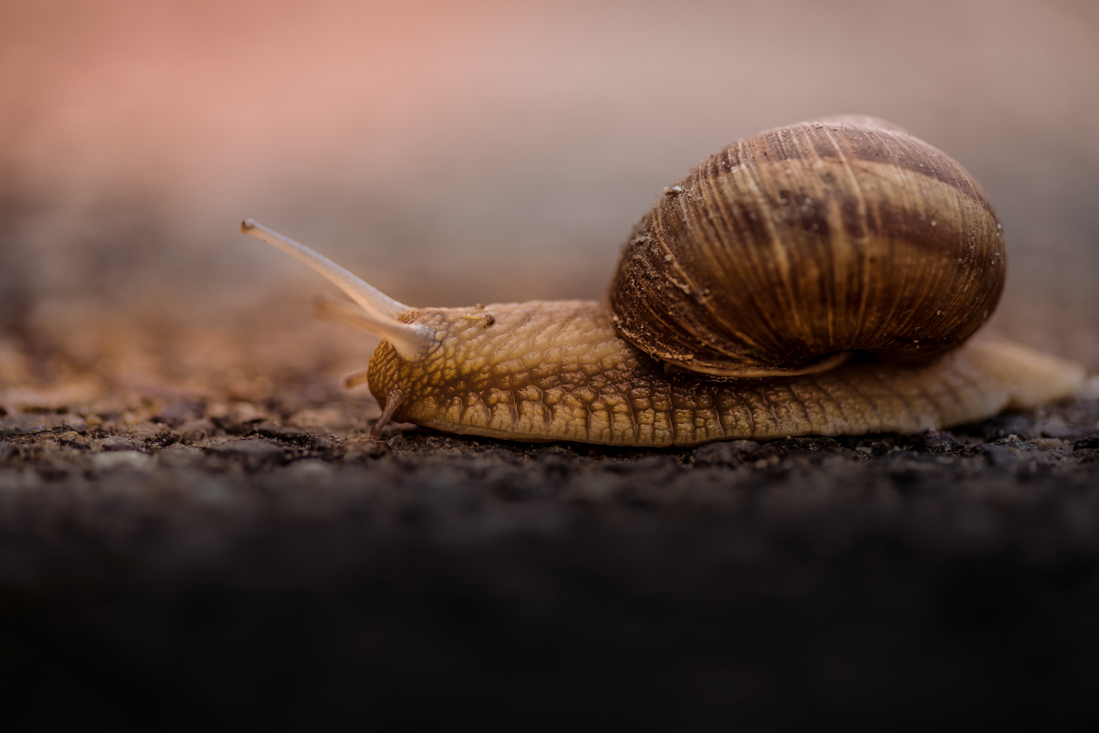 brown snail in its shell slowly inches across the asphalt, life off screen 4k, HD Wallpaper