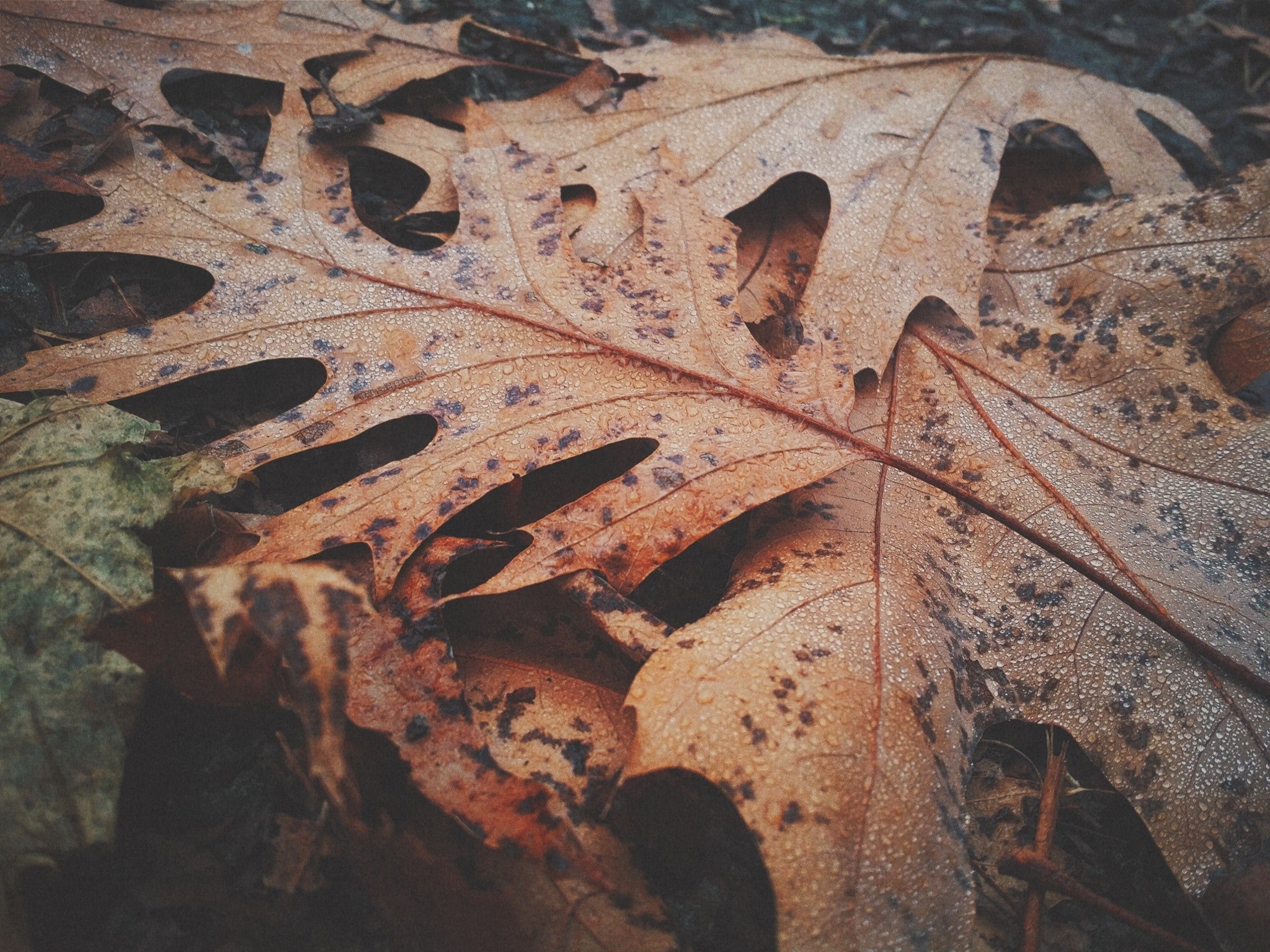 brown rain dew and chill 4k, HD Wallpaper