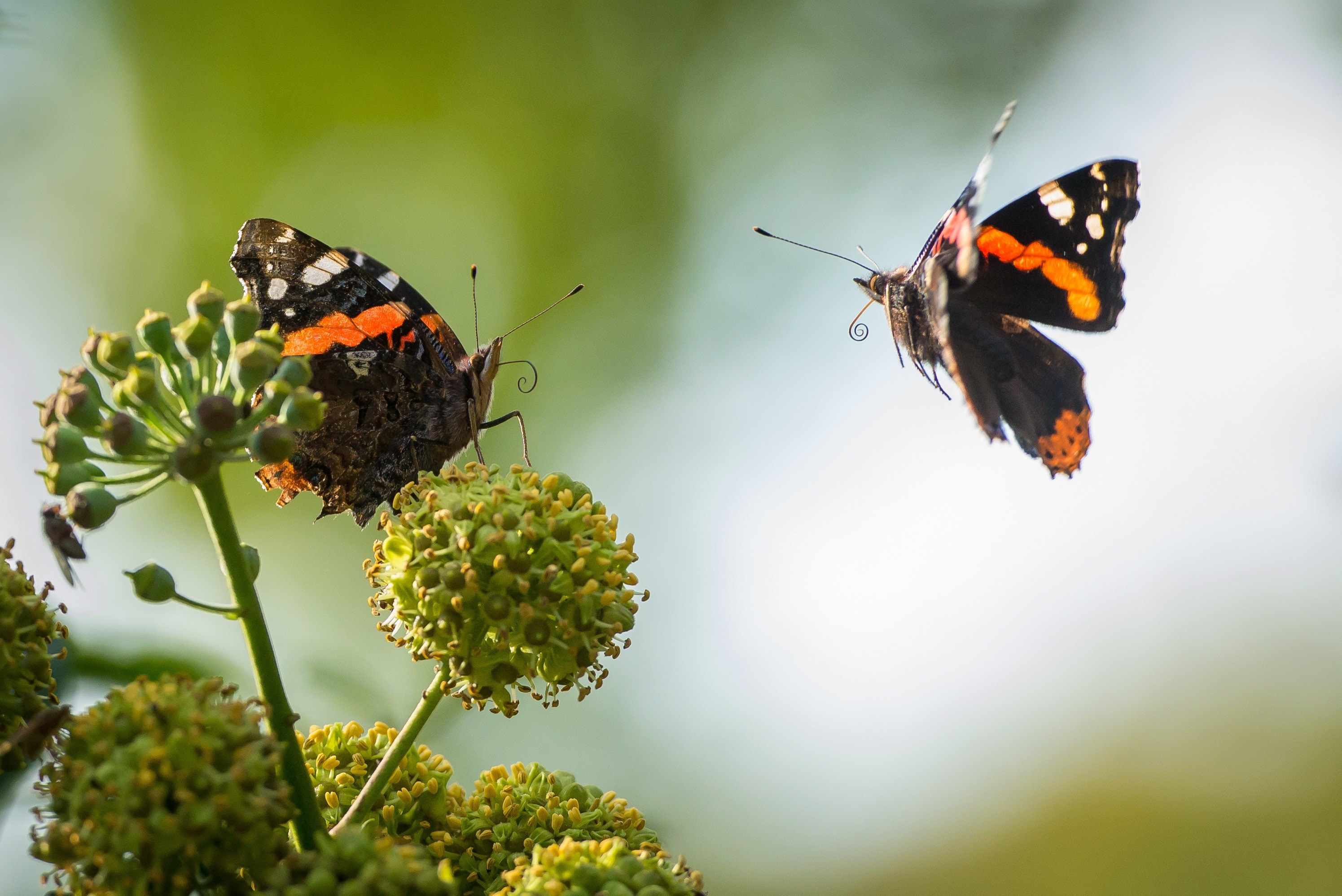 two orange and black butterflies on a flower, _two black orange butterflies 4k, HD Wallpaper