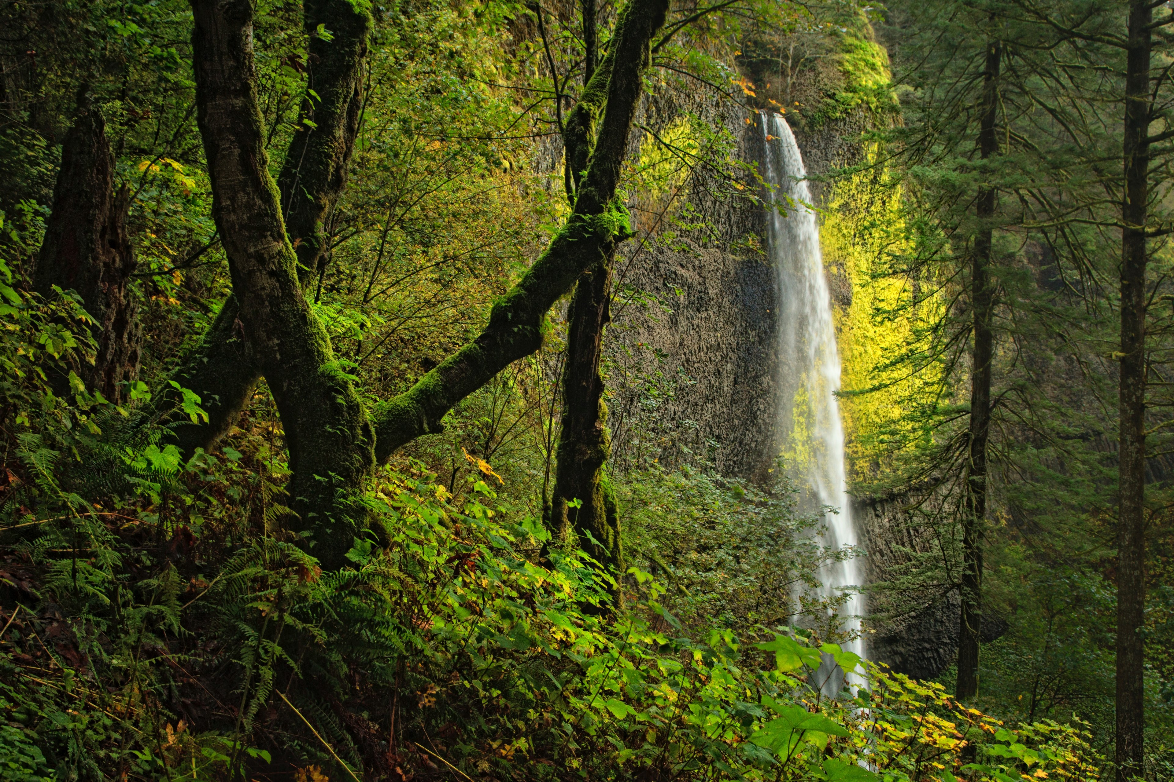 getting a peek of natures beauty 4k, HD Wallpaper